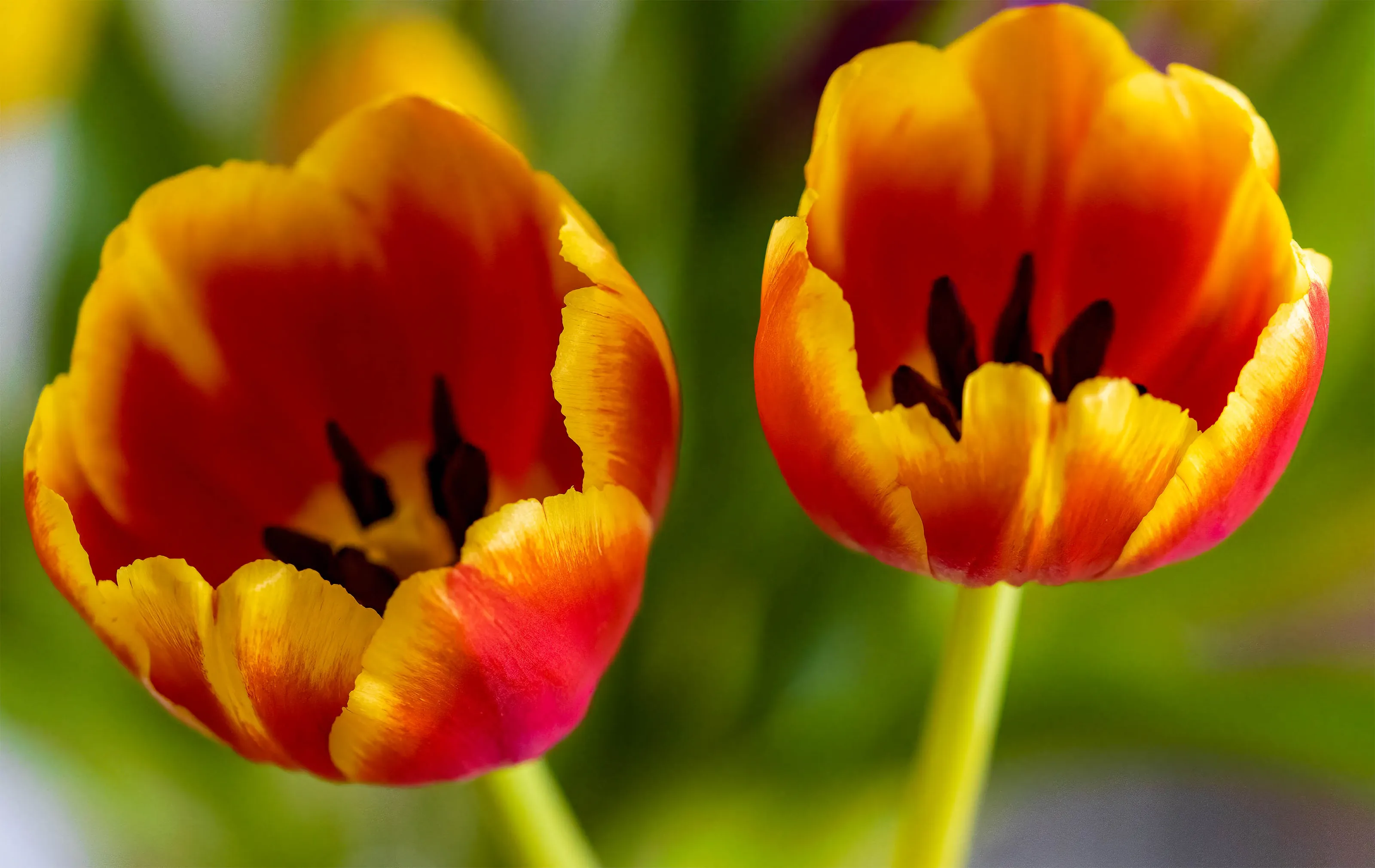 Tulips in Colour