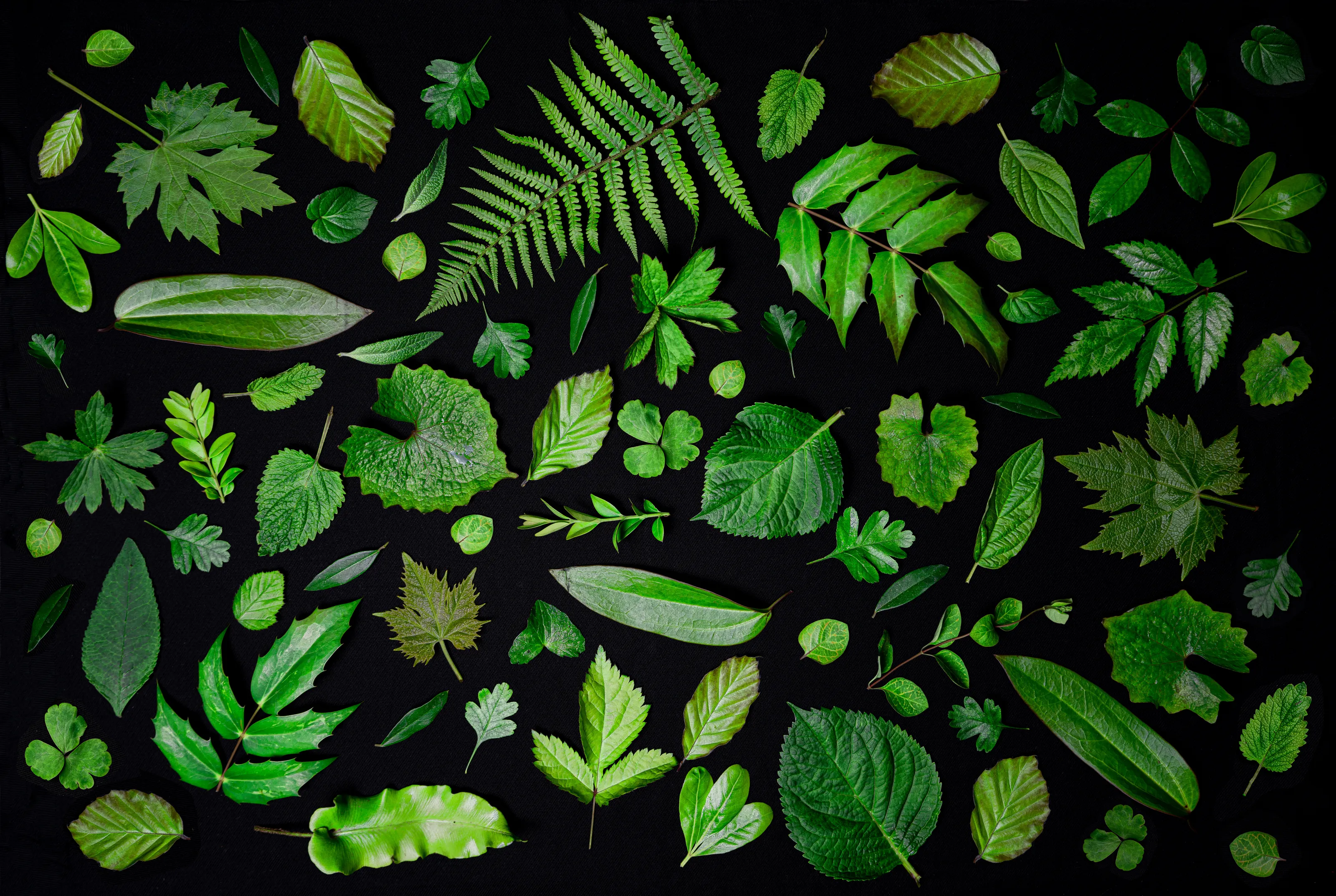 Leaves