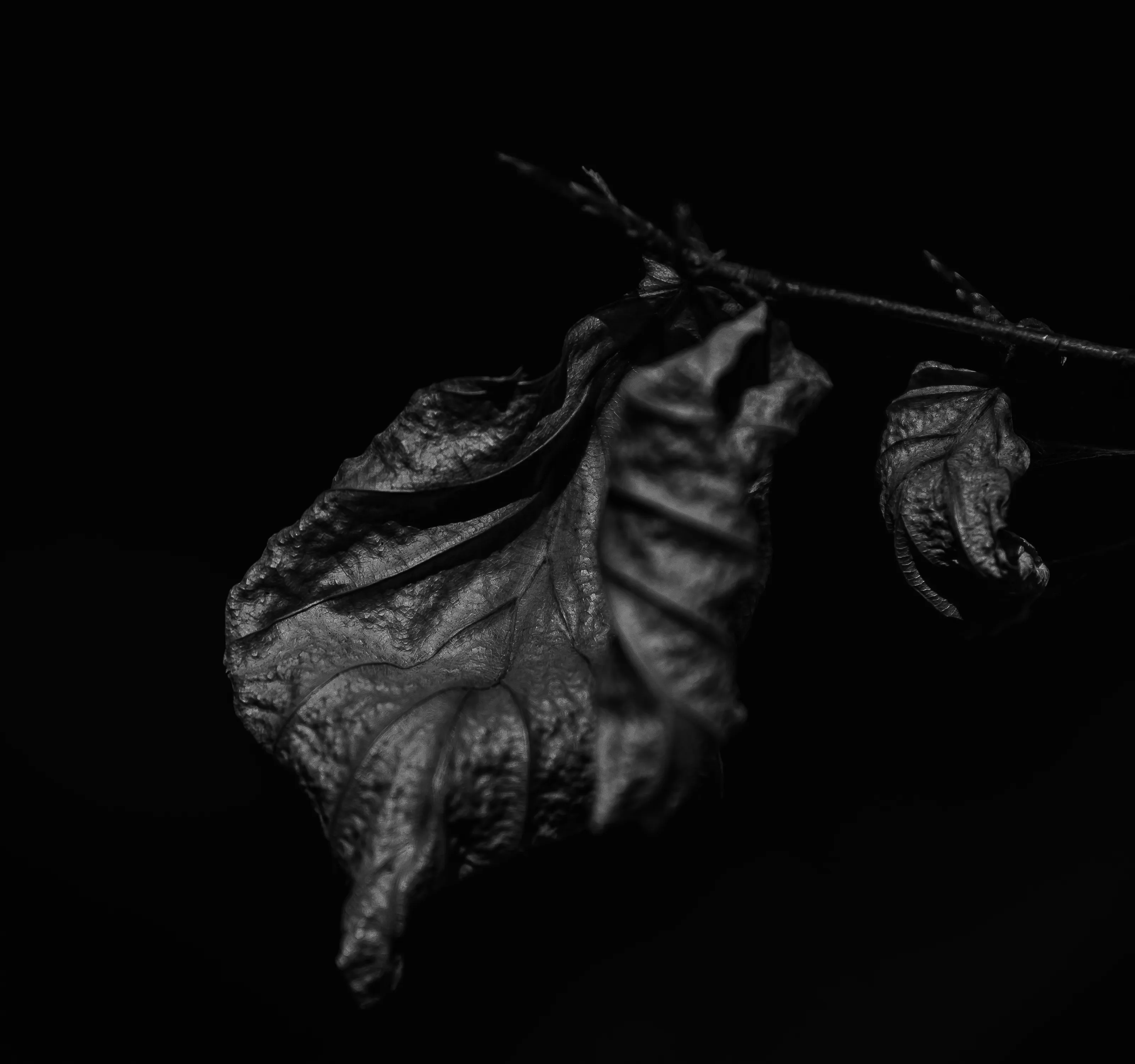 Dried Leaves