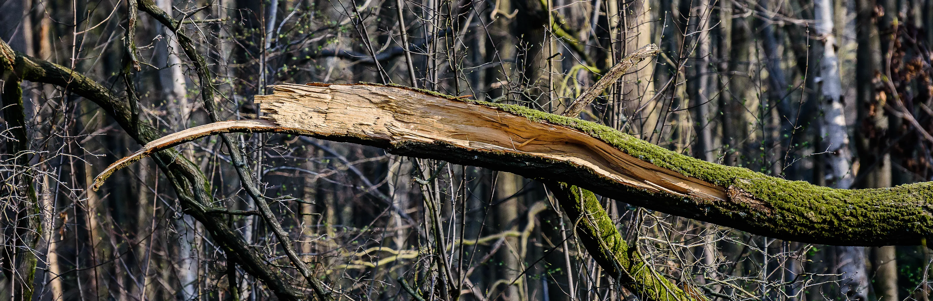Trees Impacted by Storms
