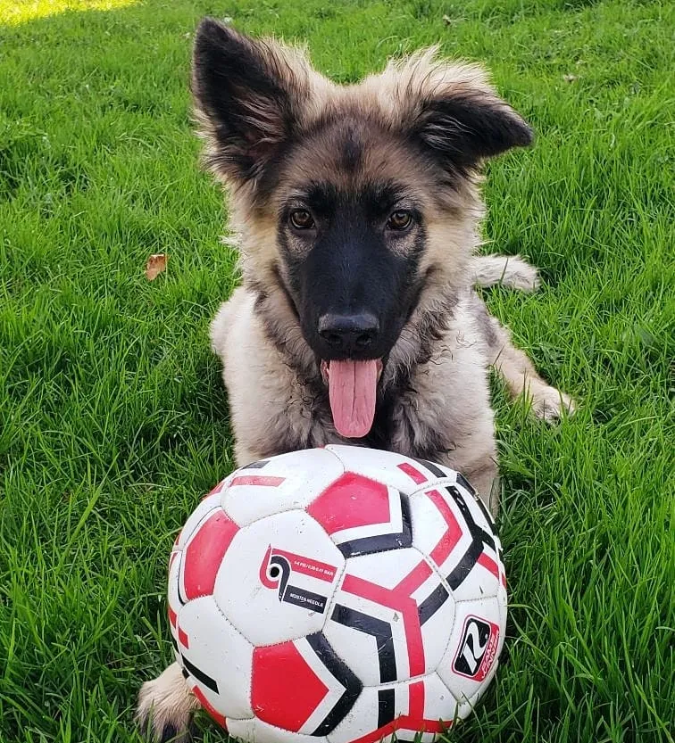 Animals With Their Tongues Out