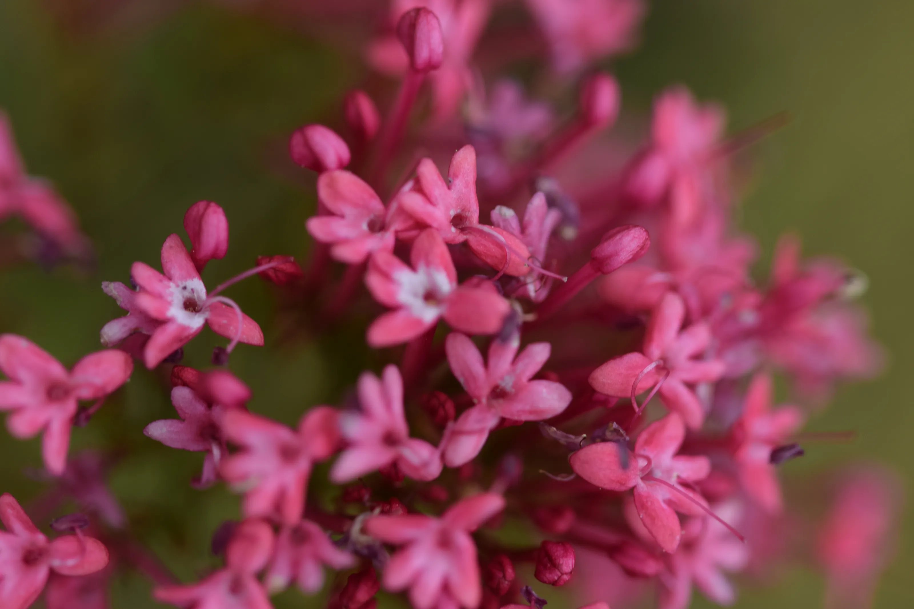Tiny Flowers (in colour)