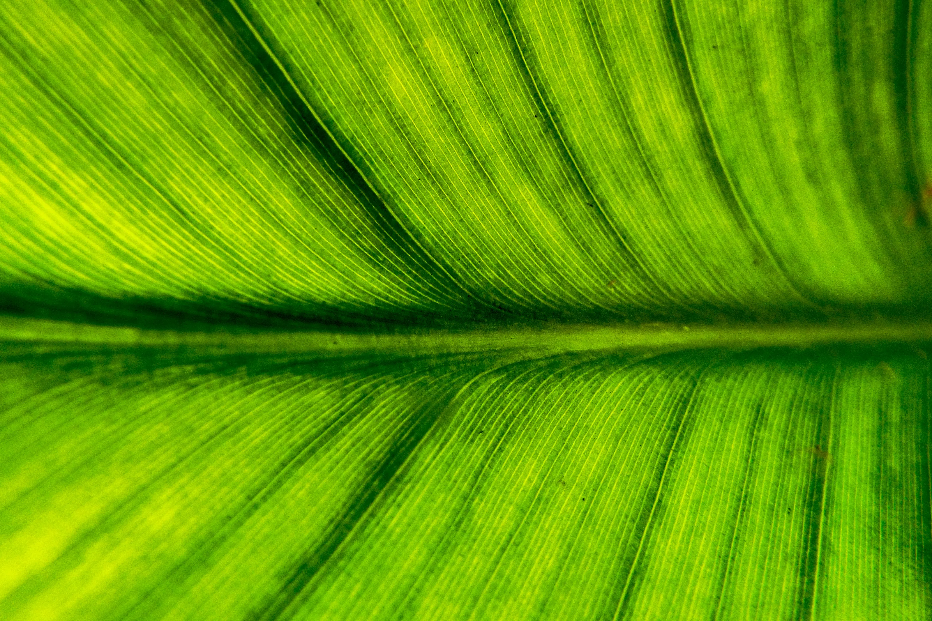Green Everywhere