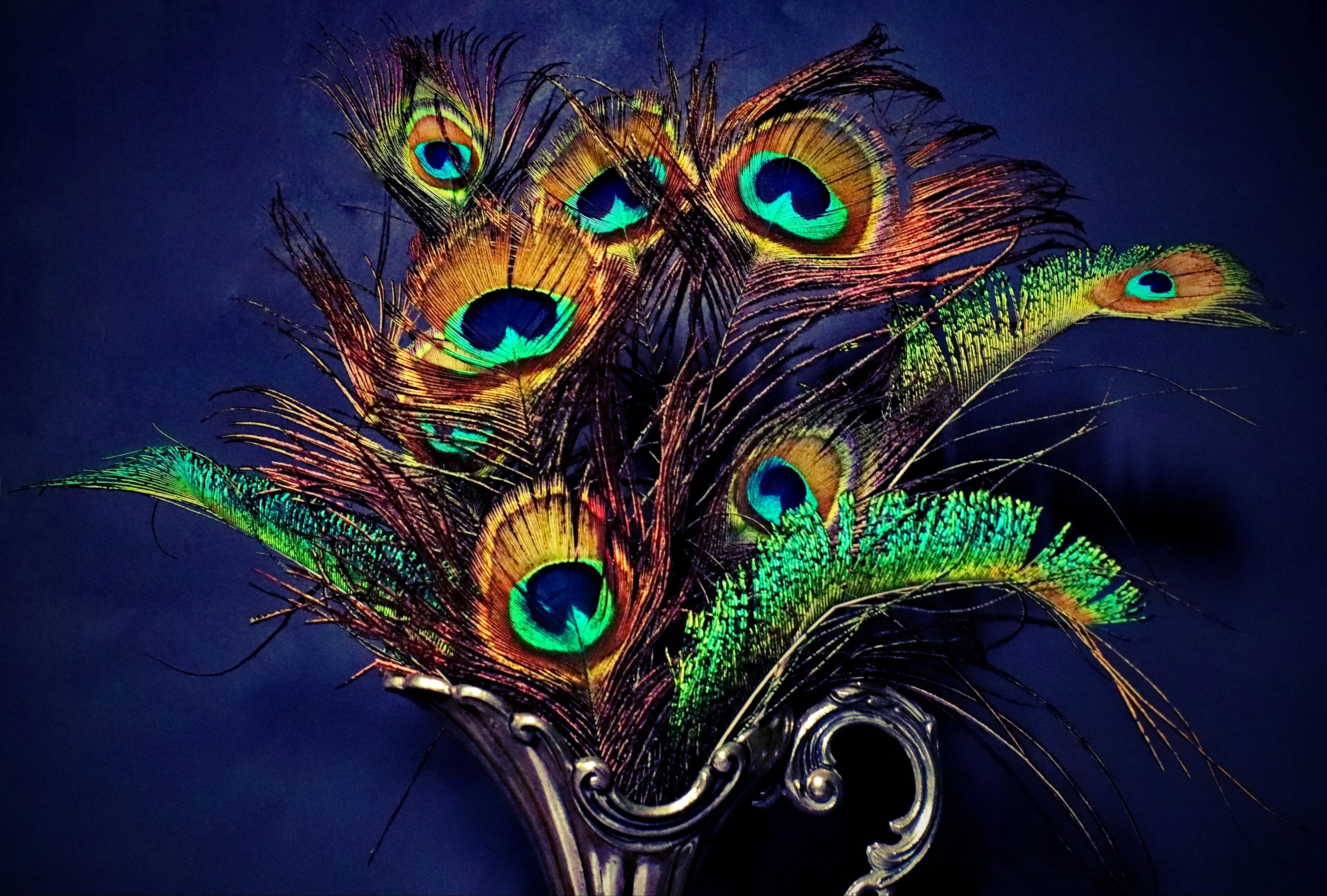 Peacocks and Peacock Feathers (in colour)