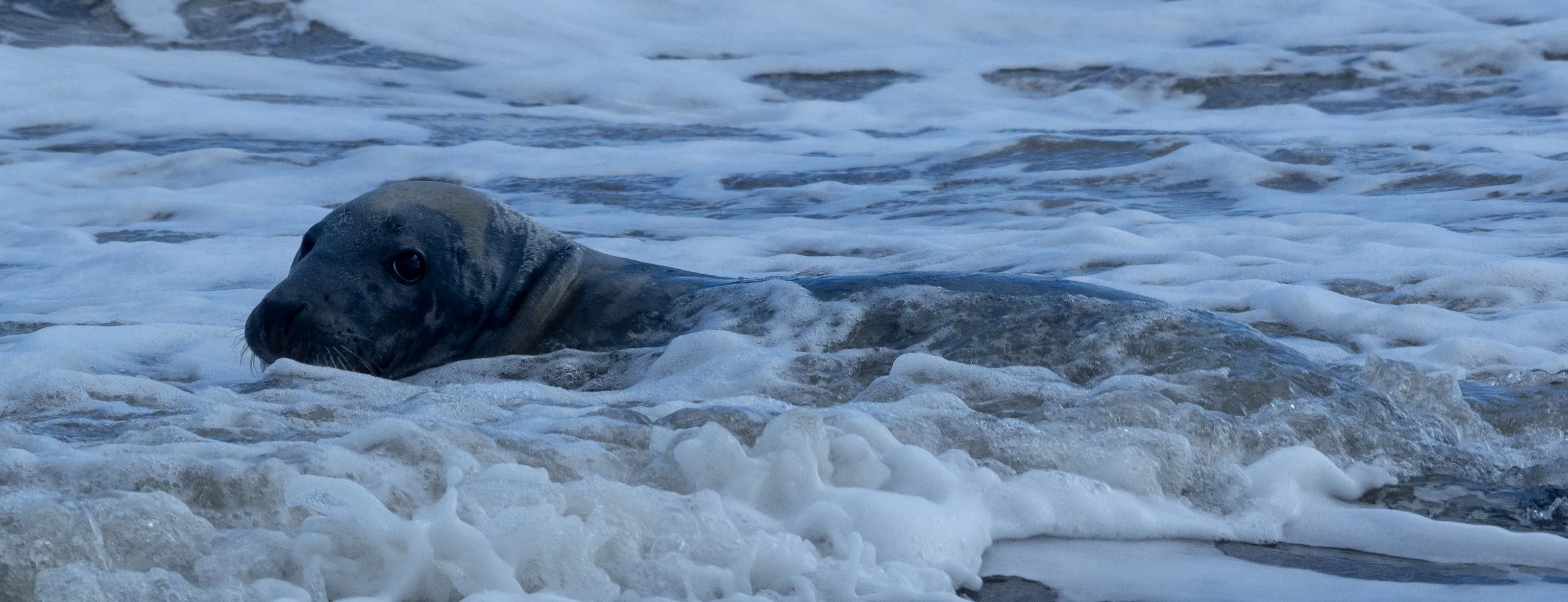 Seals