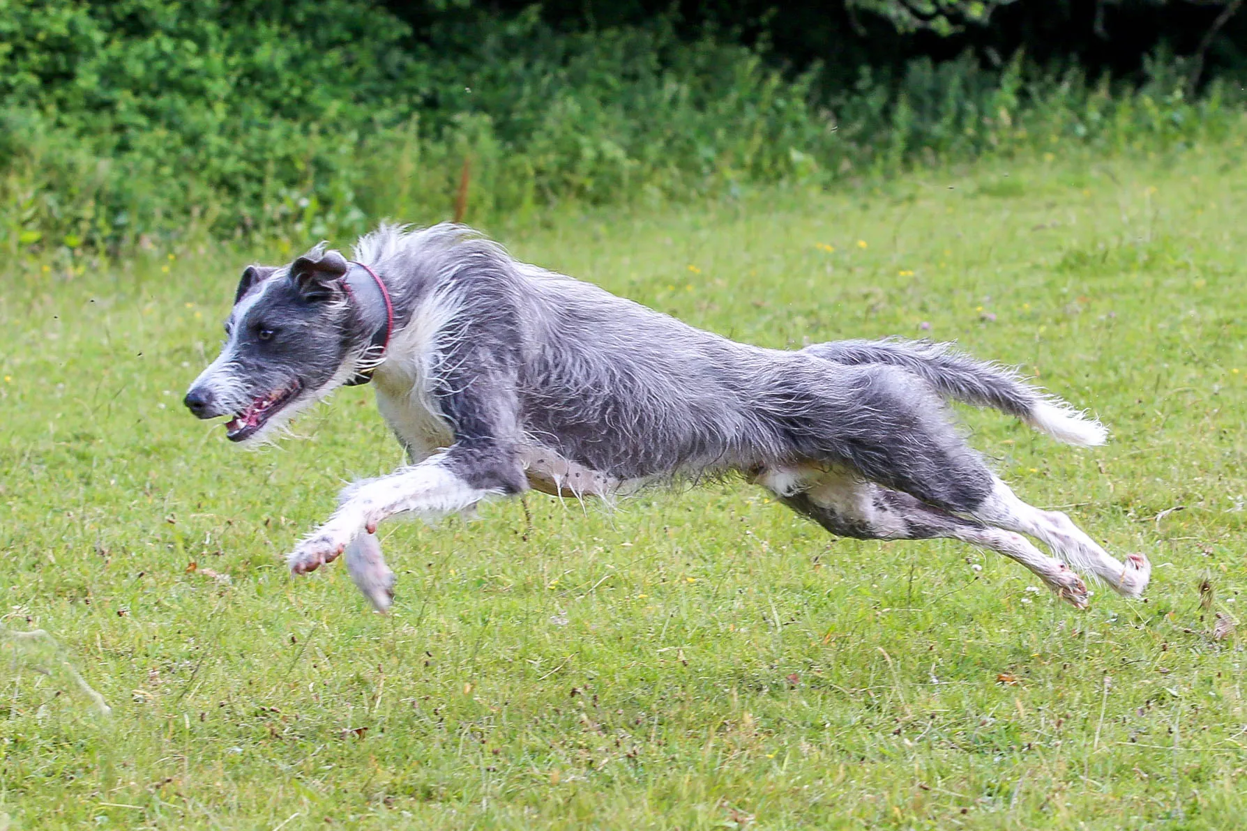 Pet Lurchers (no working dogs)