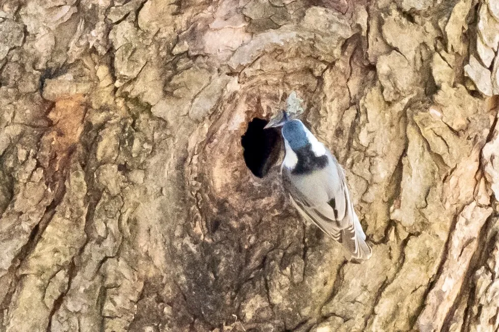 A Bird’s Back (in colour)