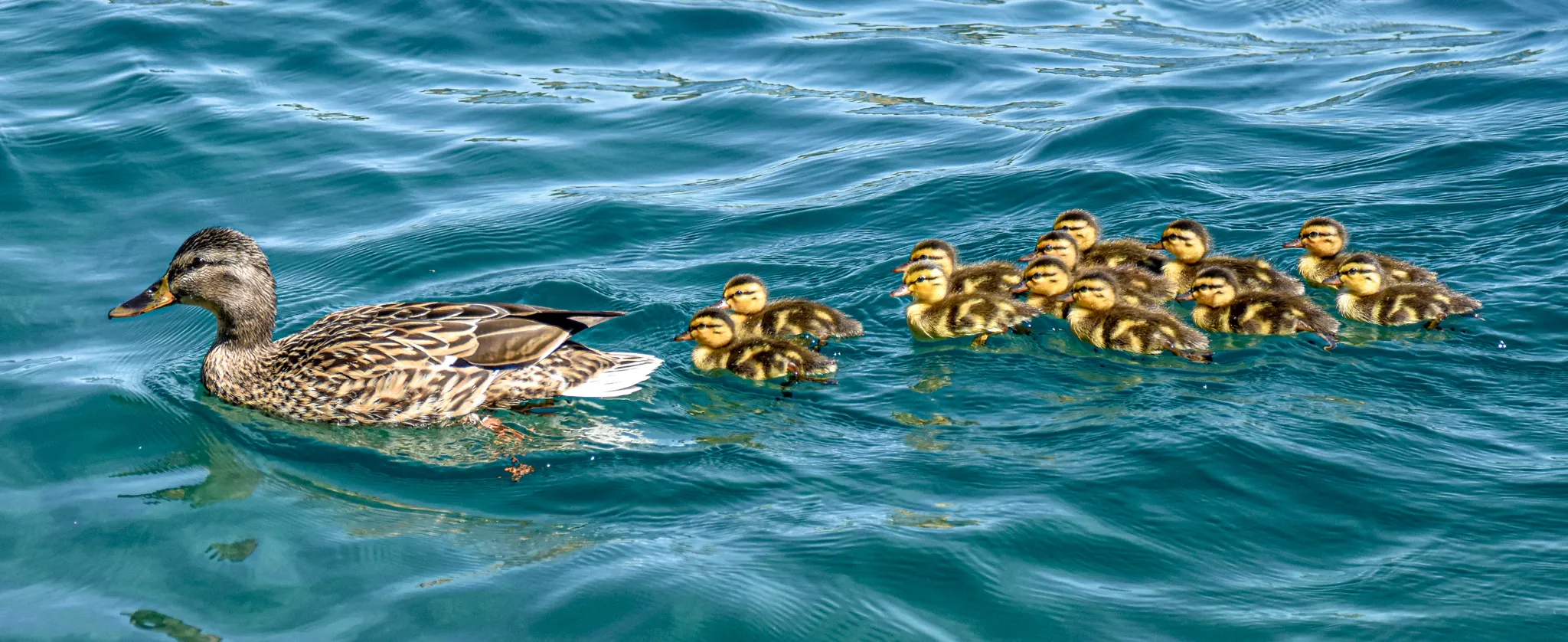 Baby Birds
