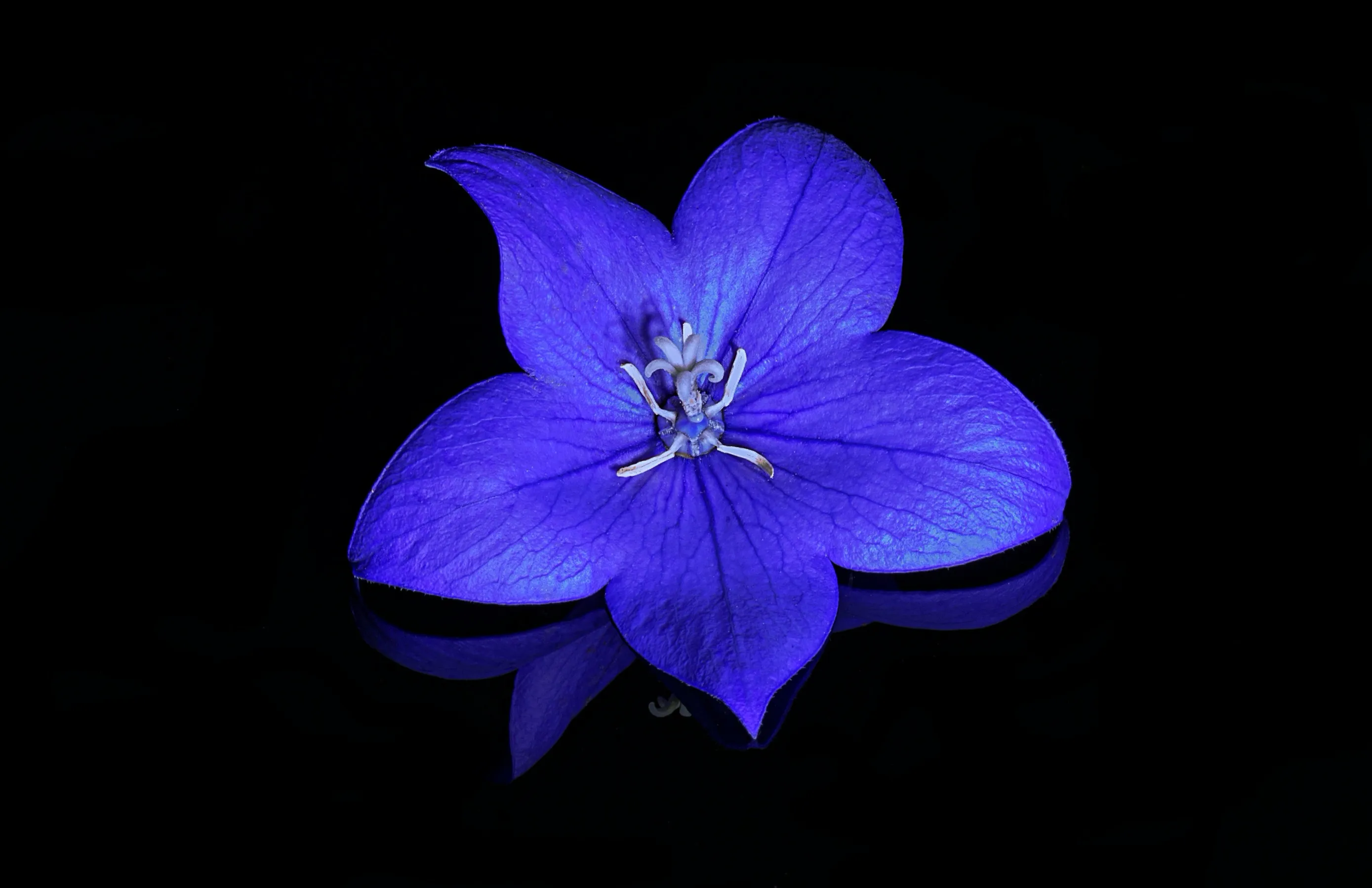 The Colour Blue