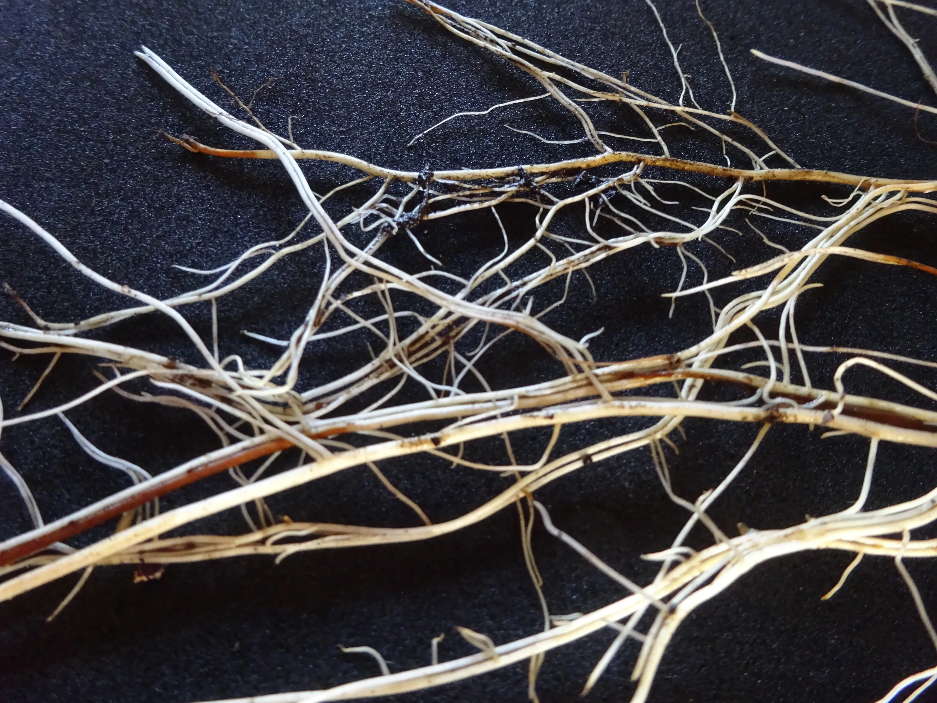 Roots