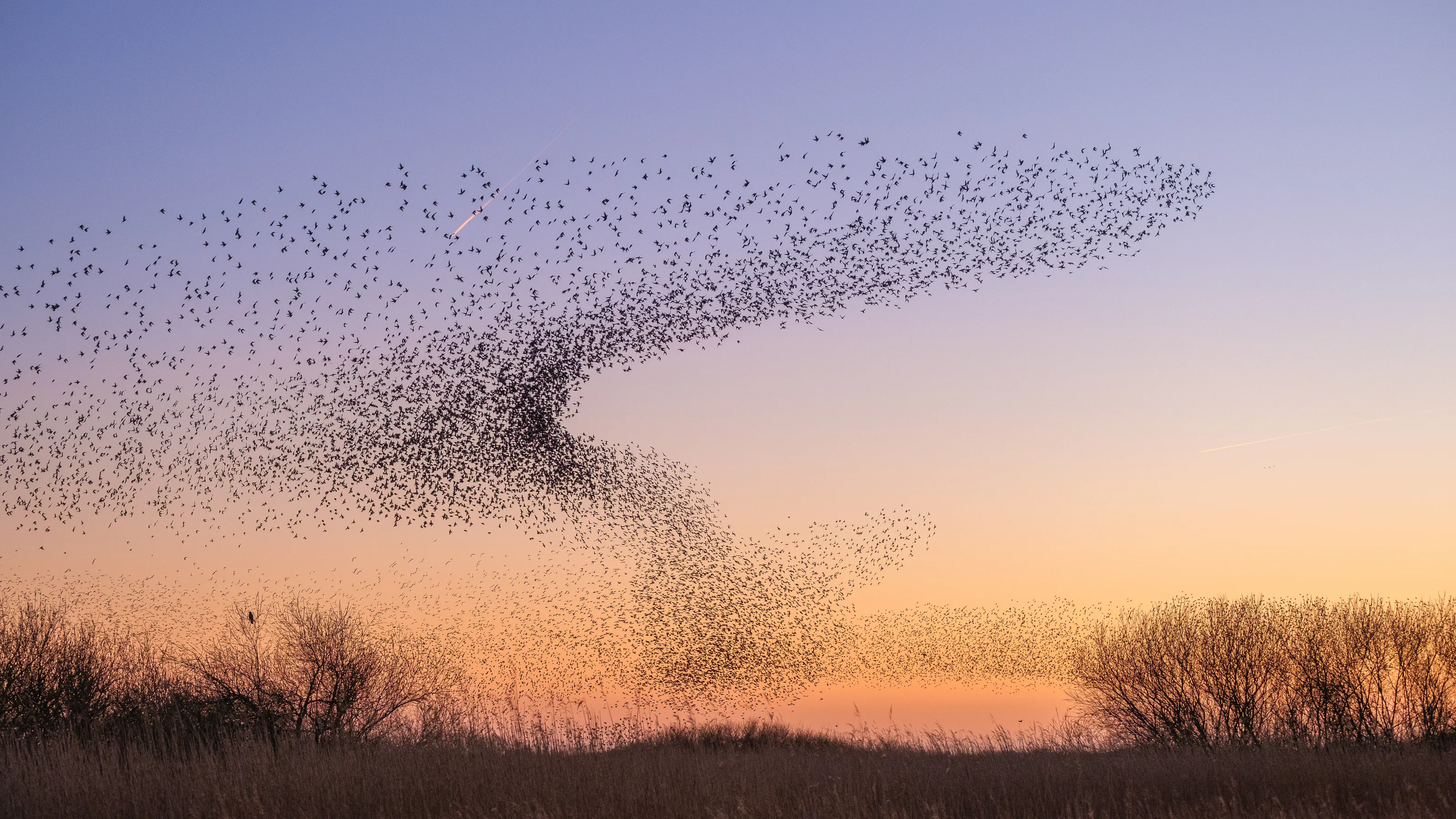 Birds in Colour