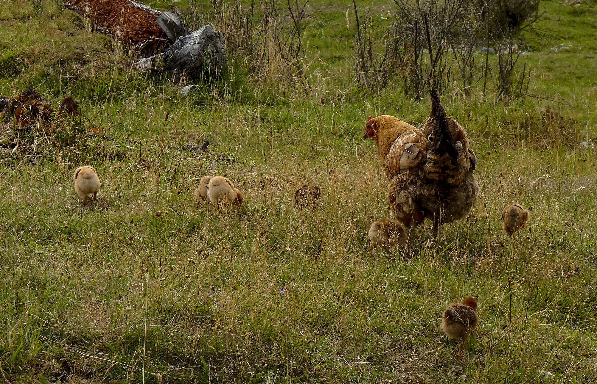 Chickens