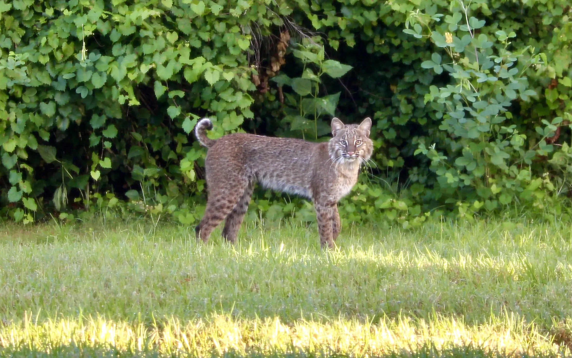 Wildlife in Backyards and Gardens (in colour)