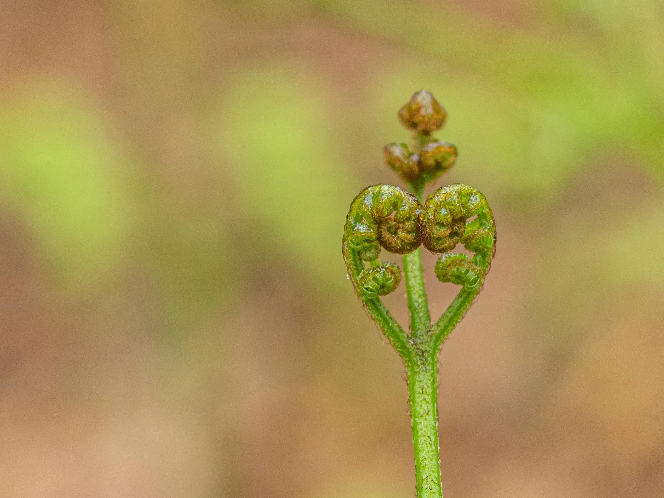 Heart-Shaped Objects Found in Nature