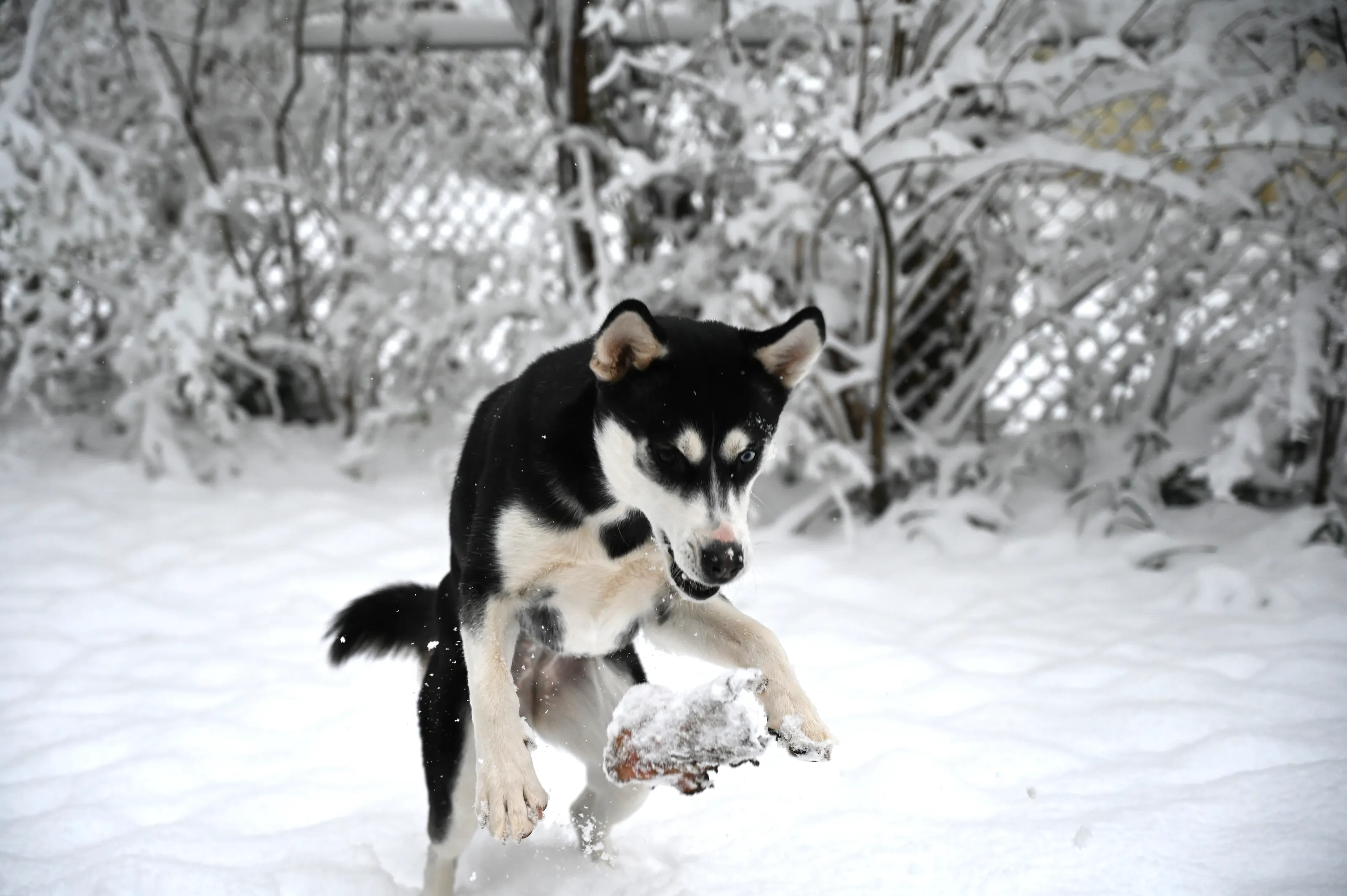 Dogs in Action