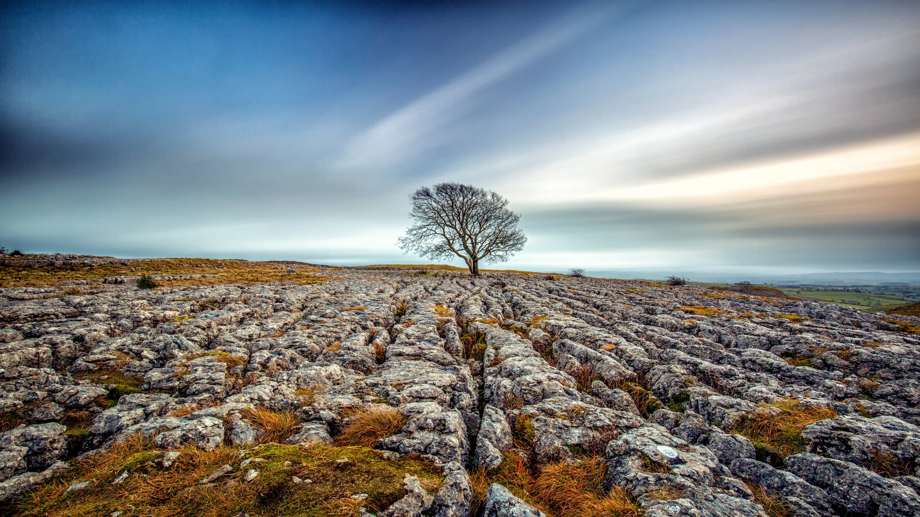 Lone Tree in Landscape