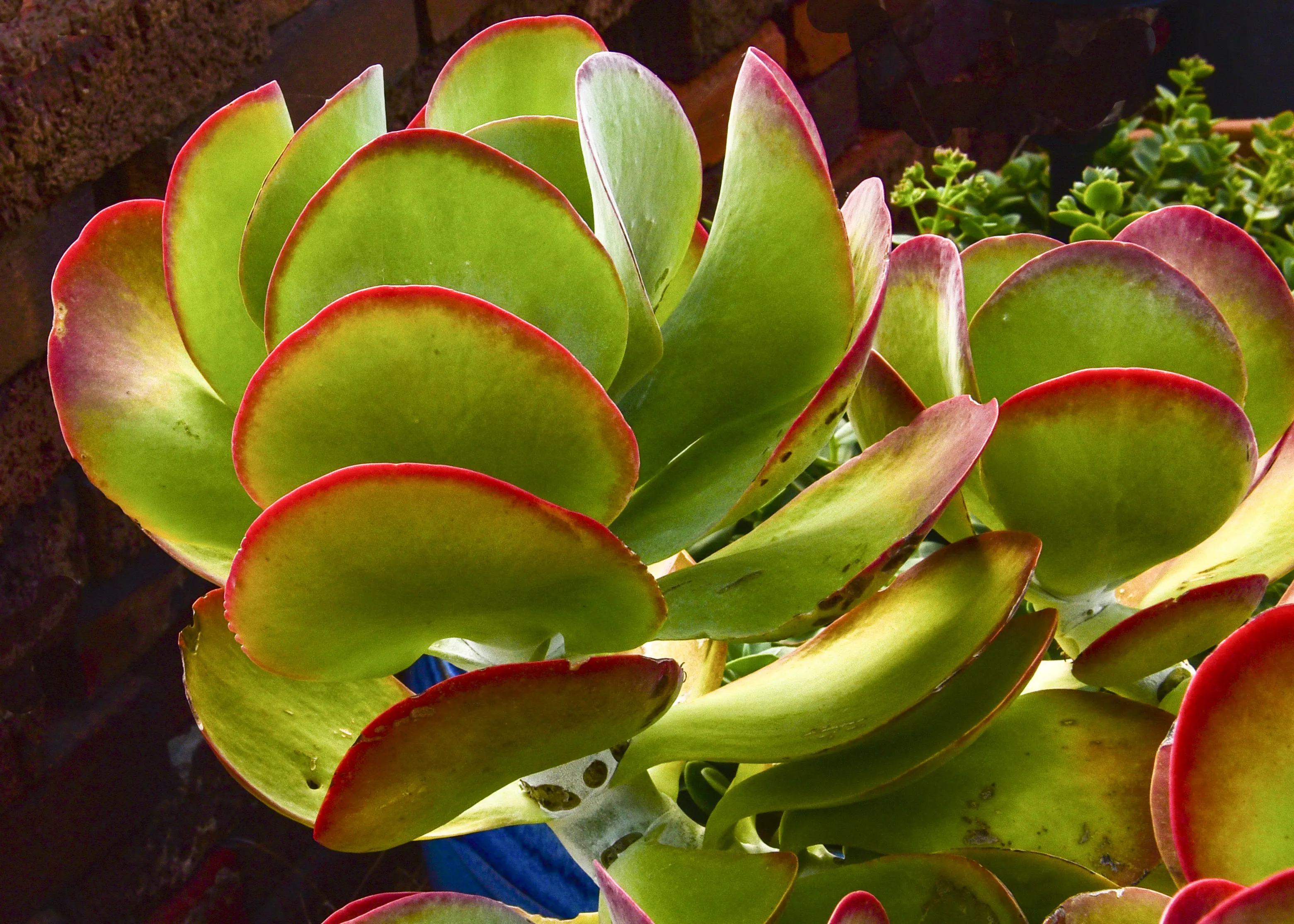Succulents in Close-Up