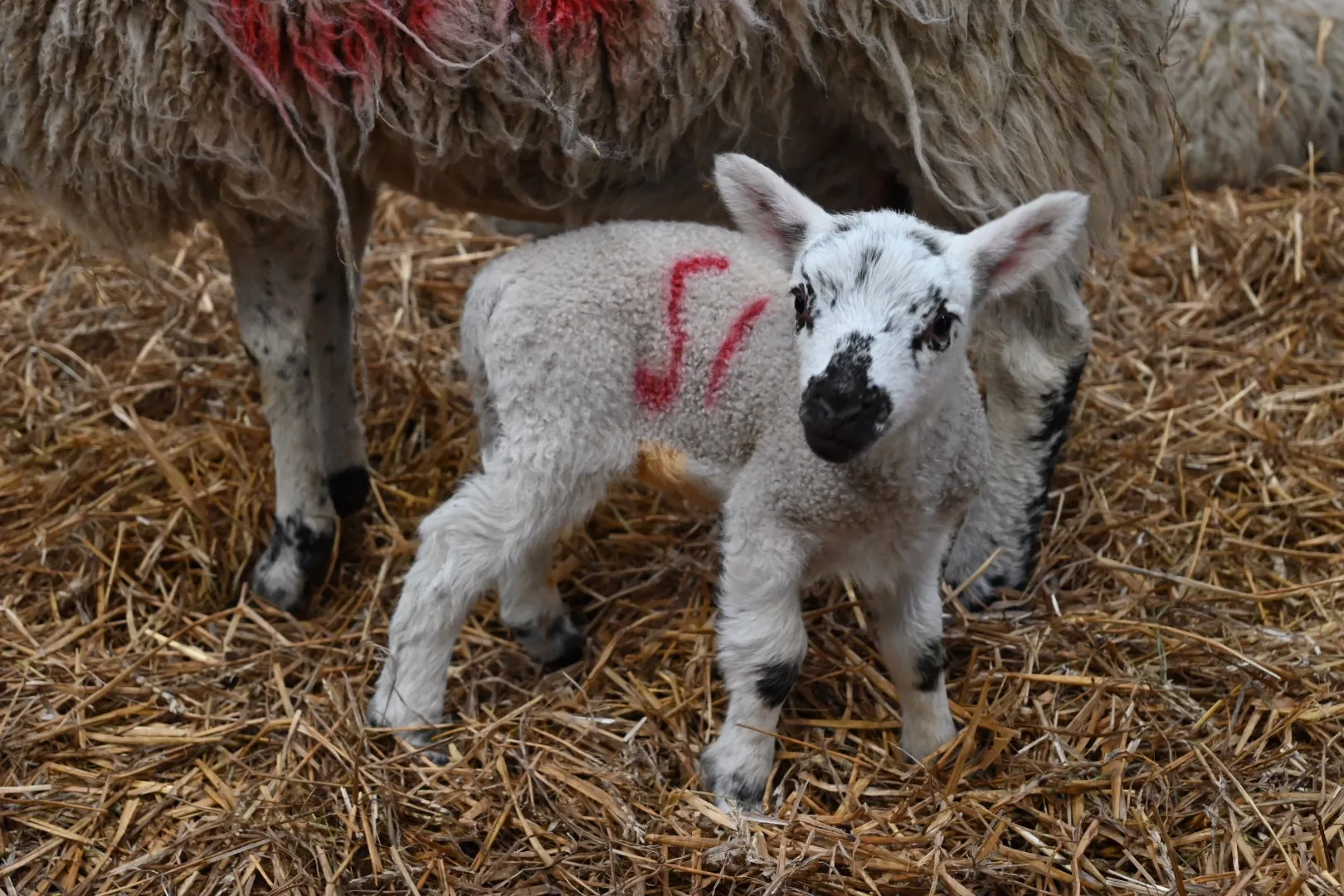Newborn Animals (in colour)