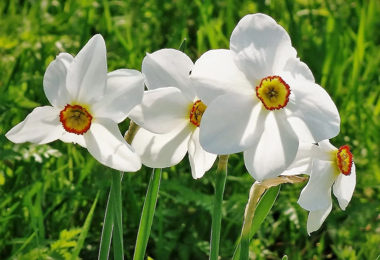 A Single Variety of Spring Flowers (in colour)