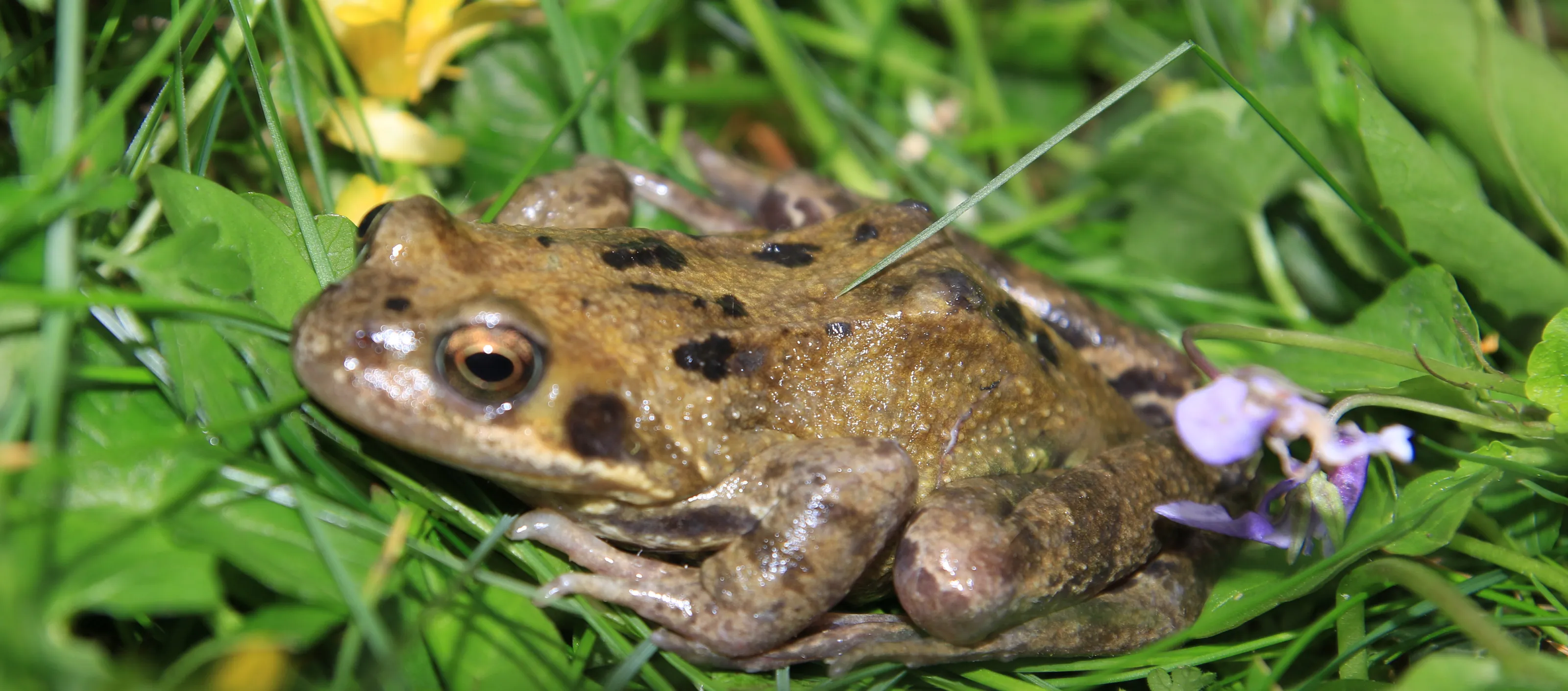 Frogs (in colour)