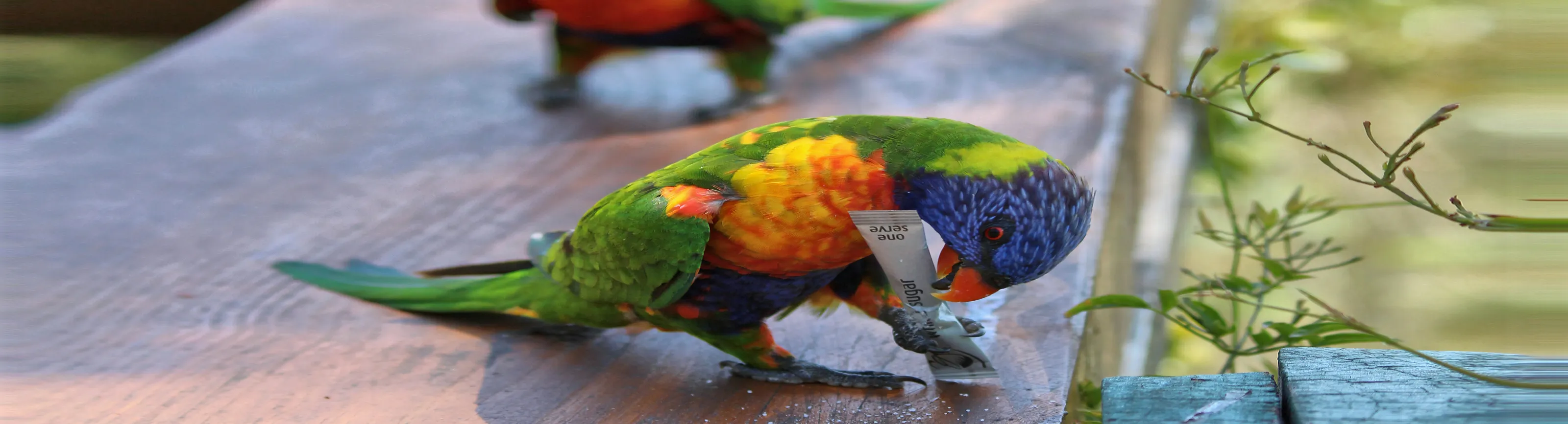 Animals Behaving Badly