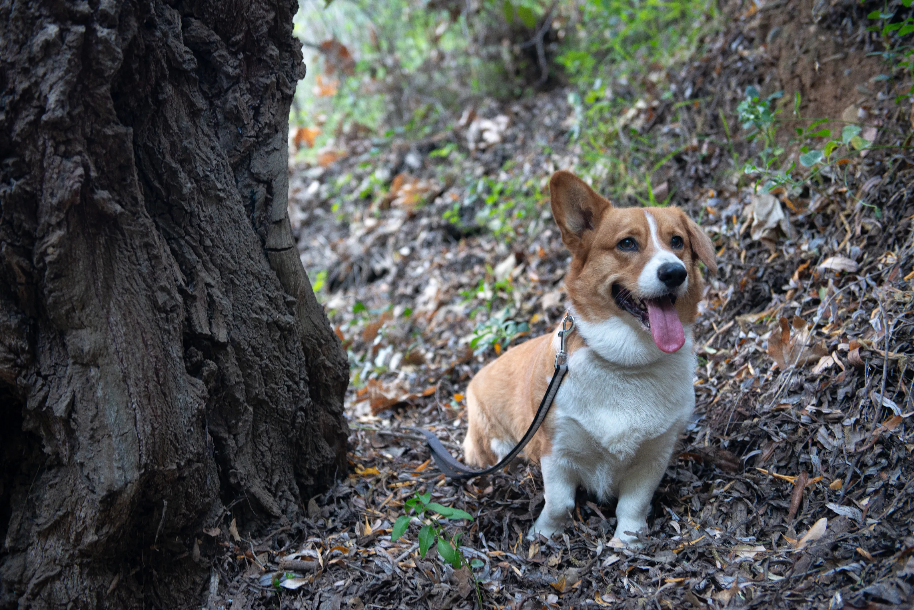 Corgis and Corgi-Mix Breeds of Dog