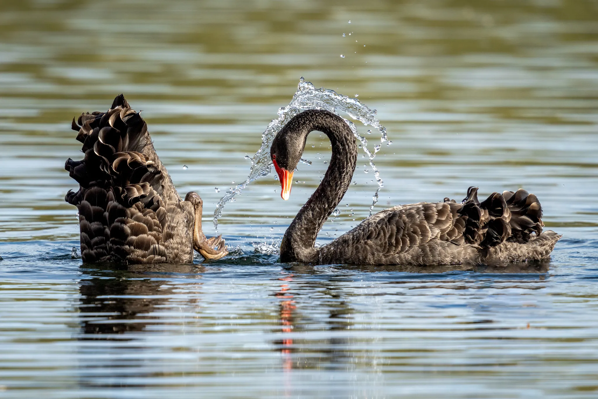 Two Birds in Water