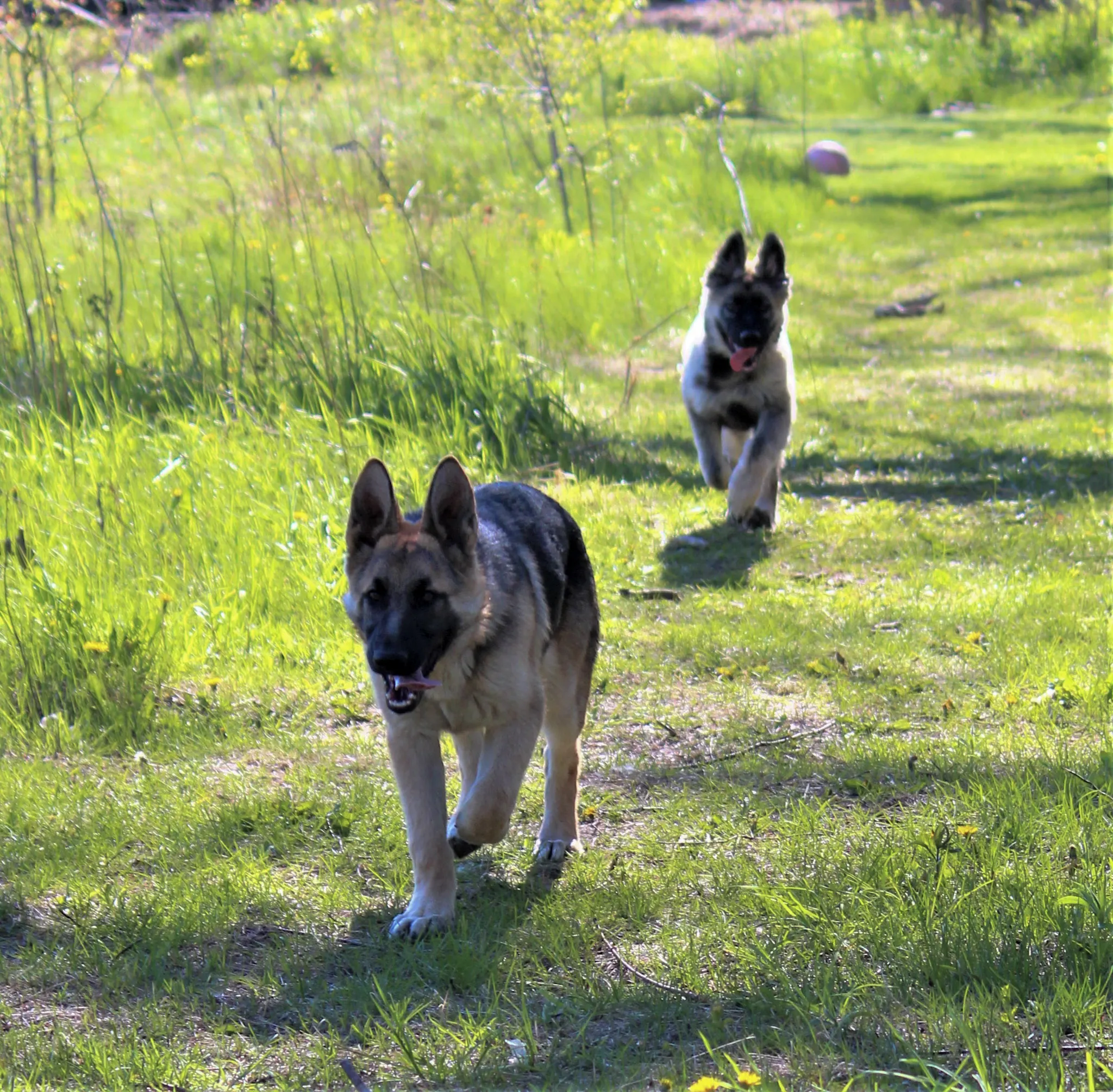 German Shepherd Dogs (in colour)