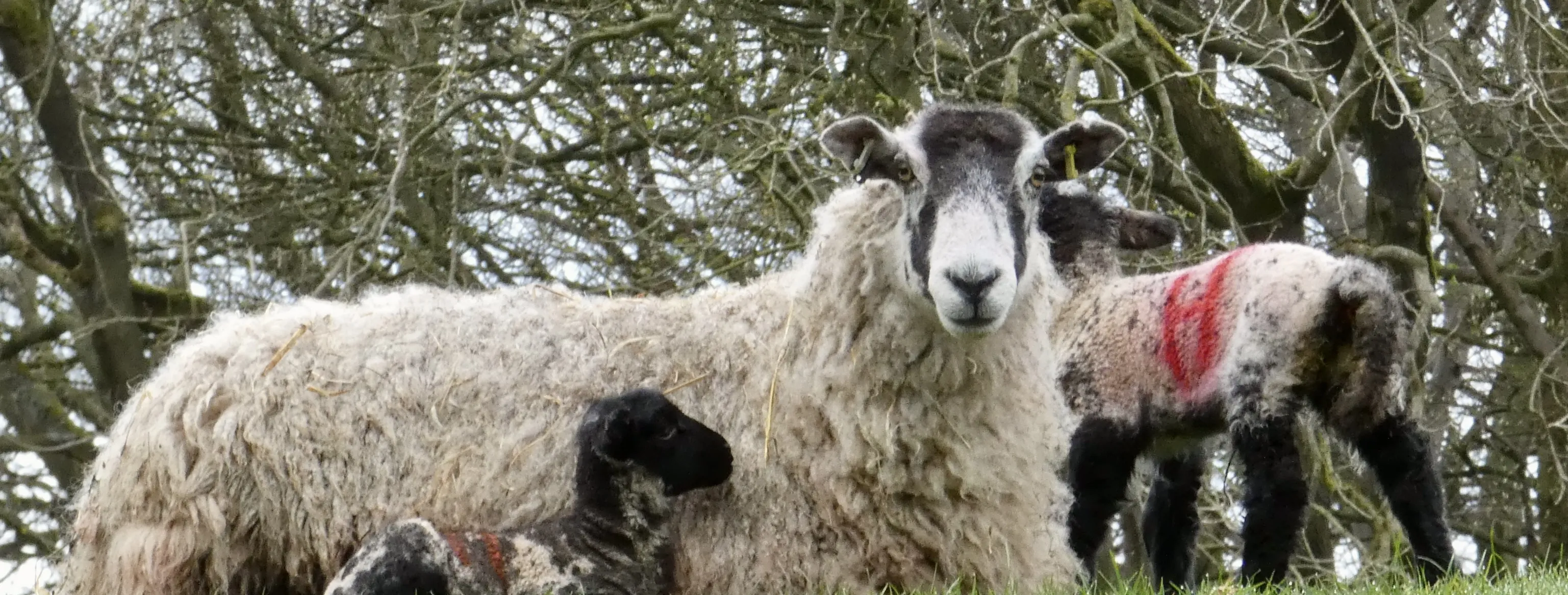 Spring Lambs With or Without Ewes