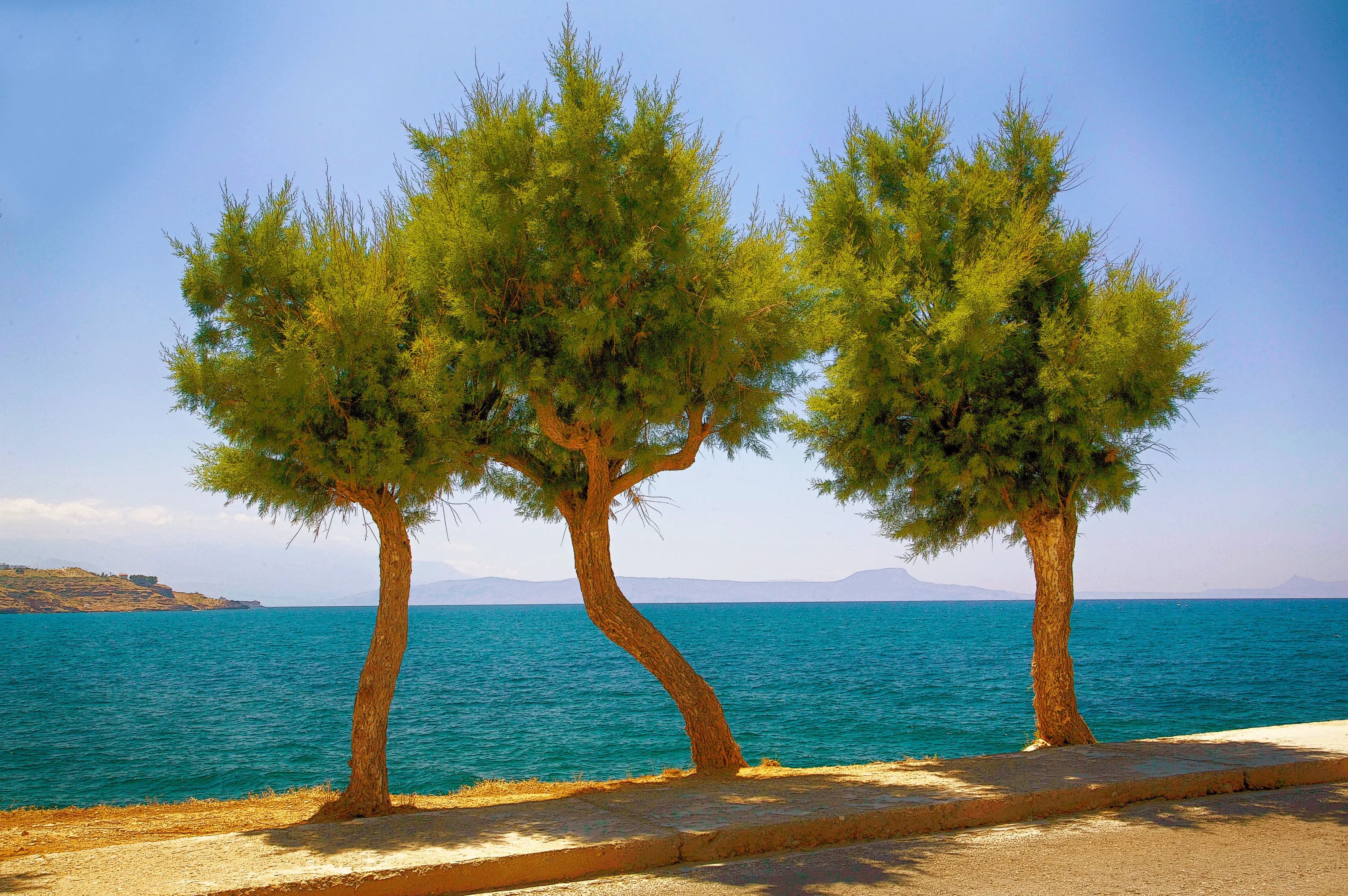 Three Trees