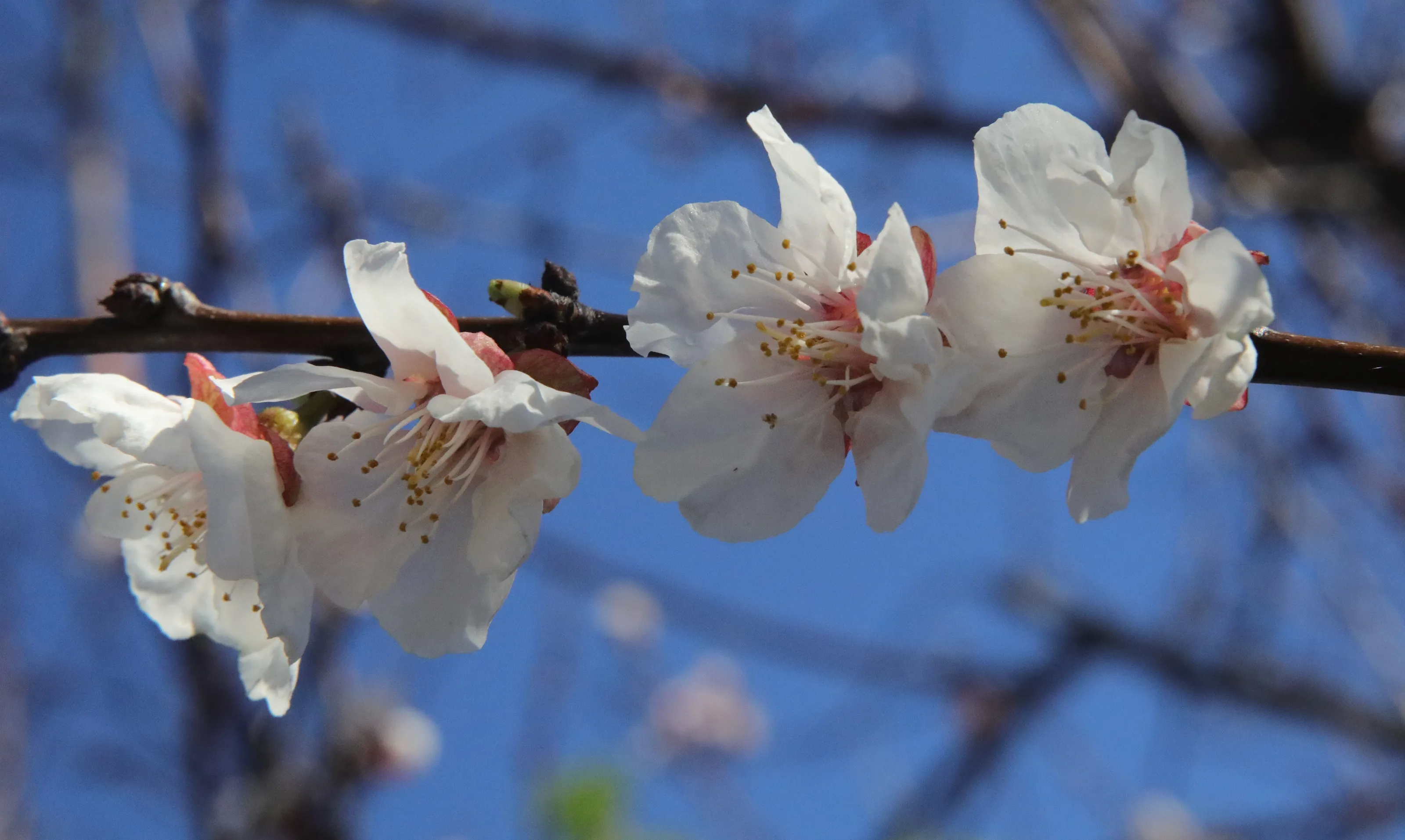Tree Blossoms
