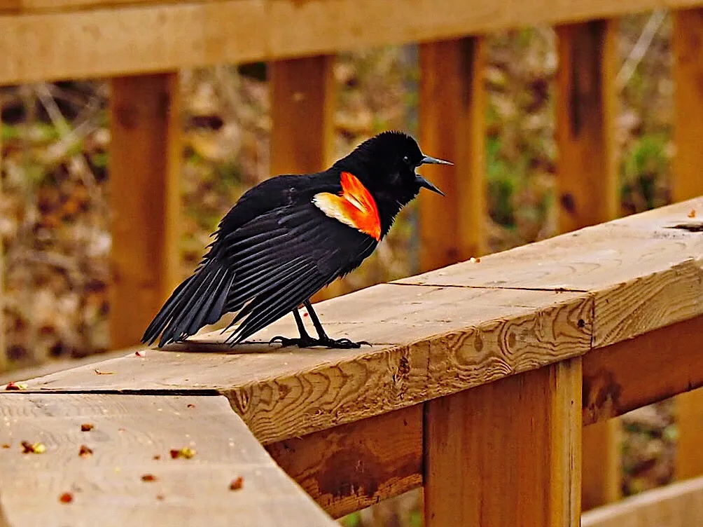 Red-Winged Blackbirds (in colour)