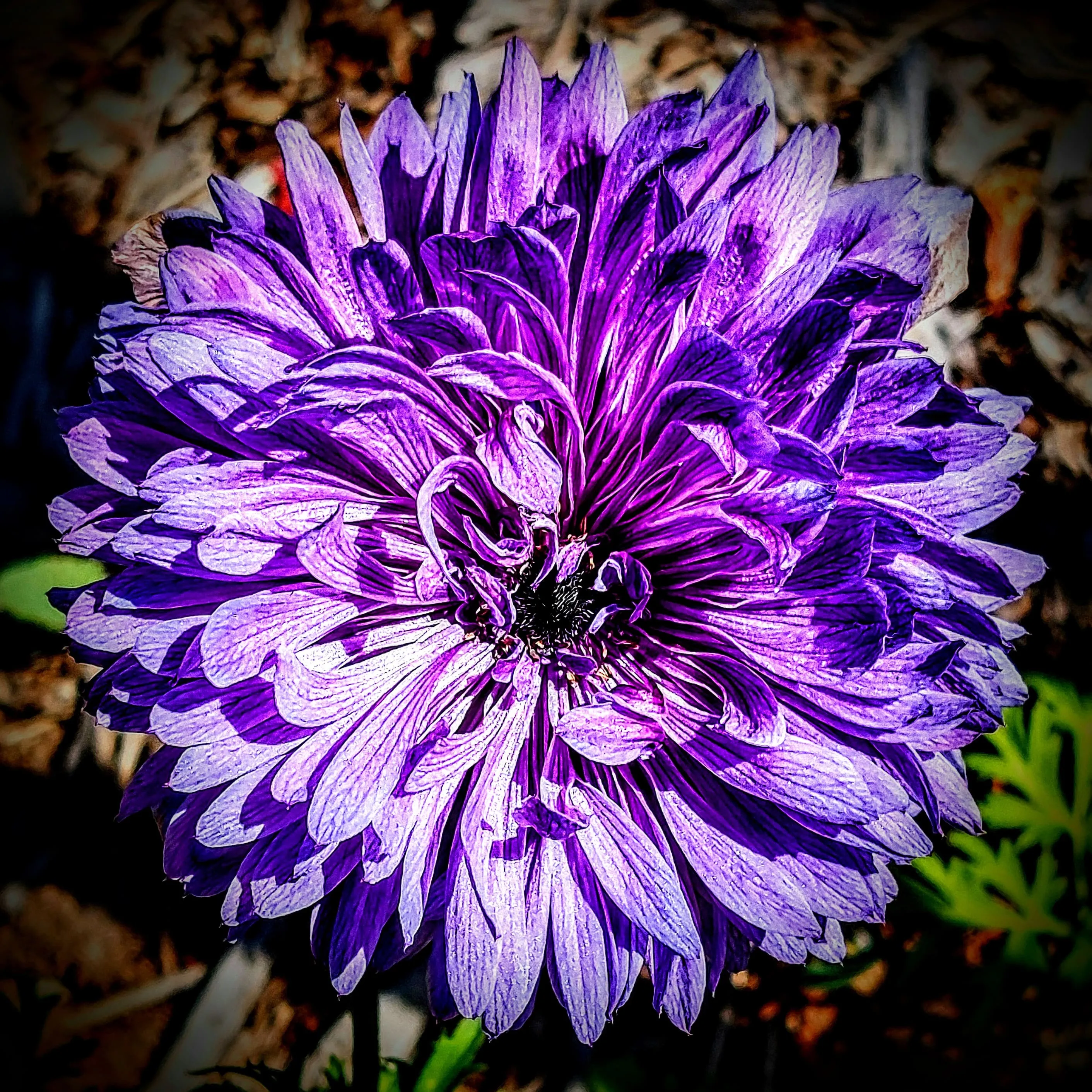 Purple