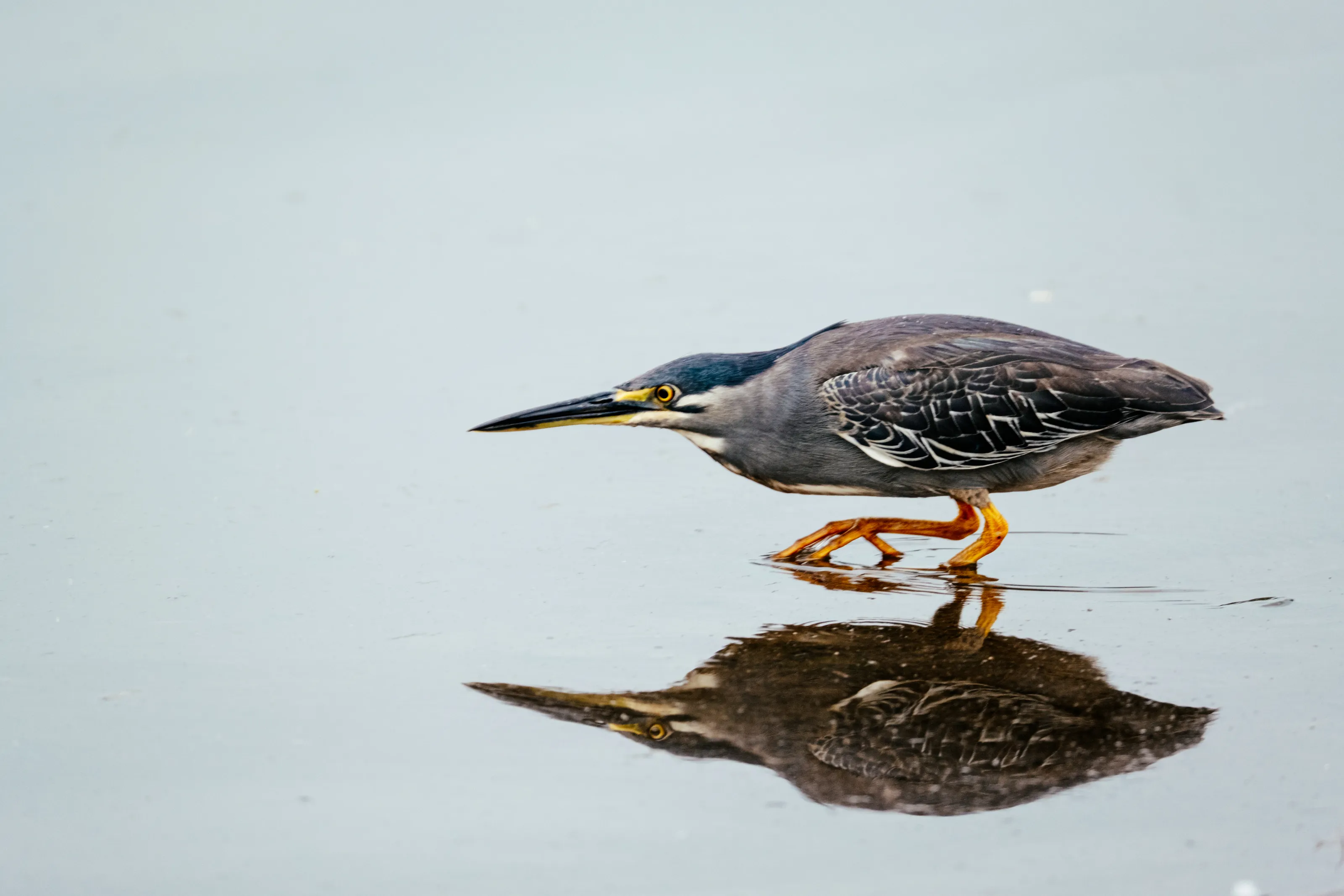 Birds Up Close (in colour)