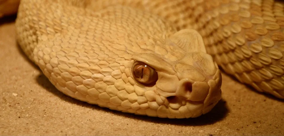 A Snake's Eyes (in colour)