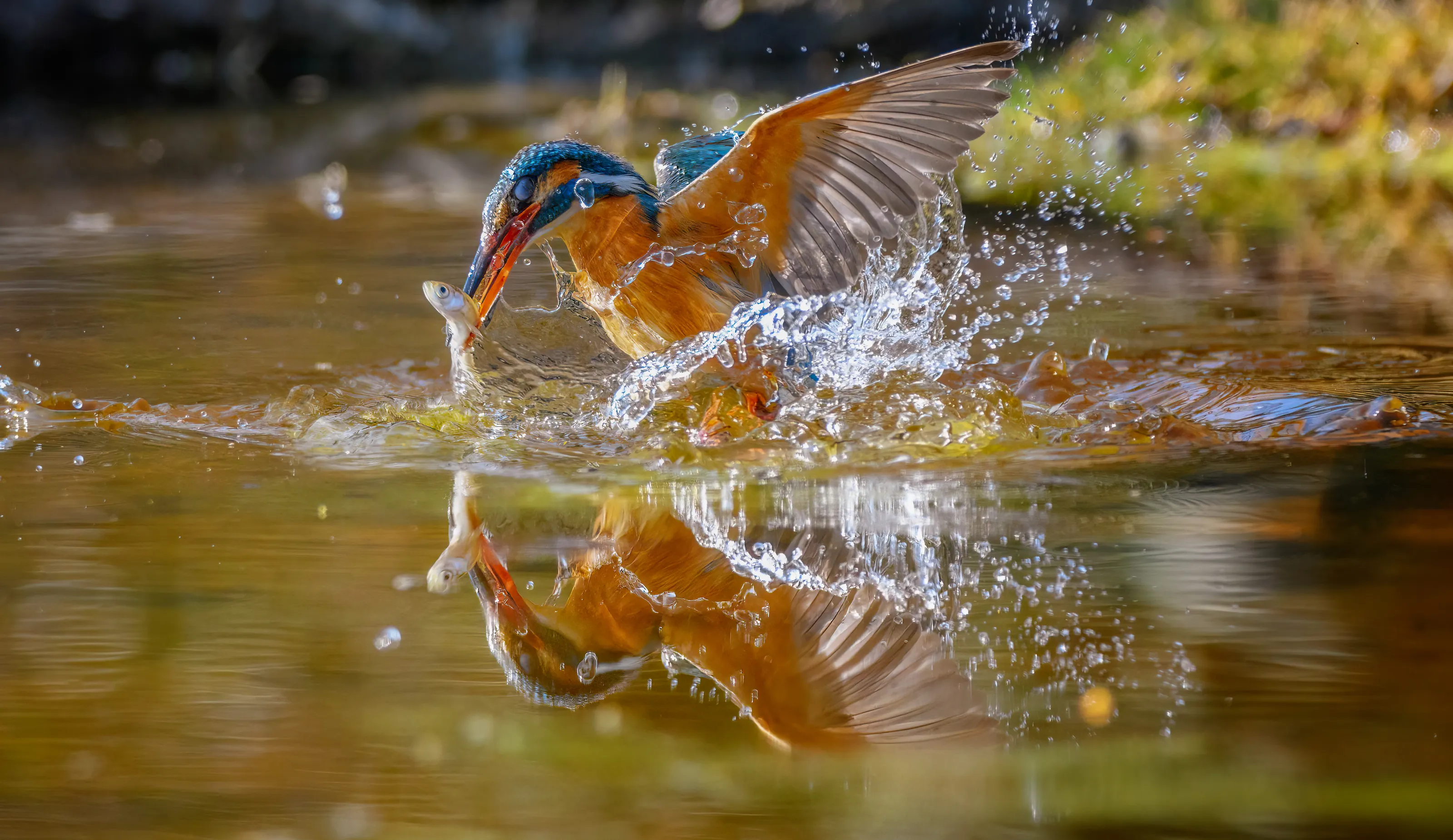 Reflections in Water