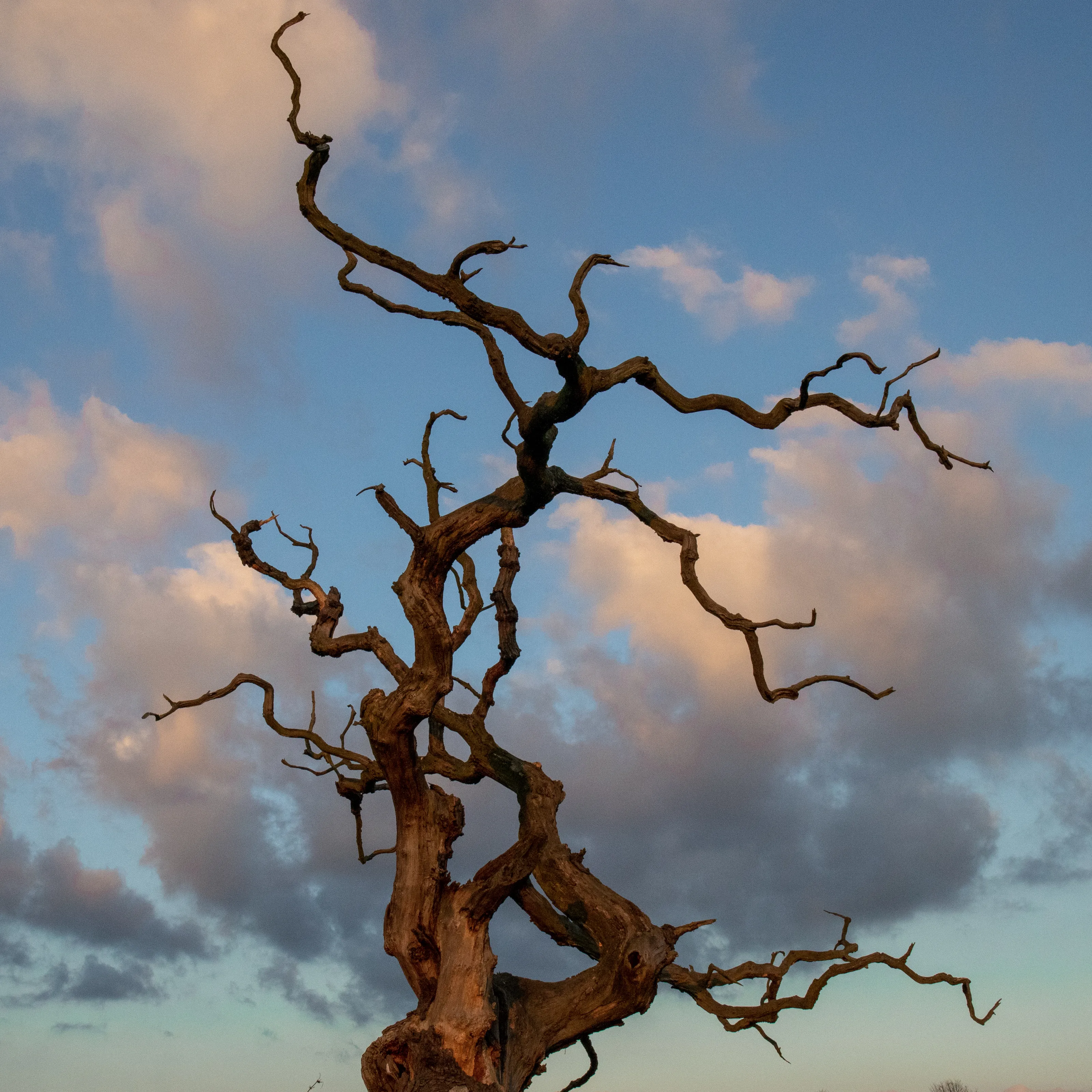 Gnarly Trees