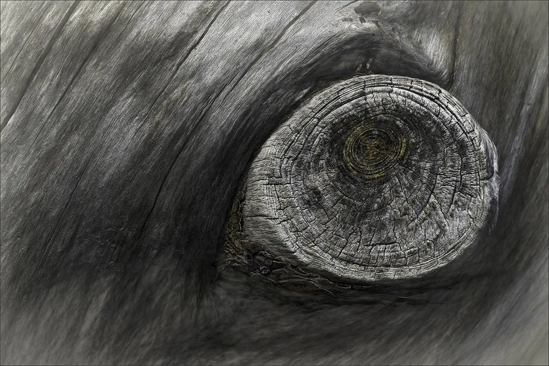 Eye-Shaped Marks on Trees