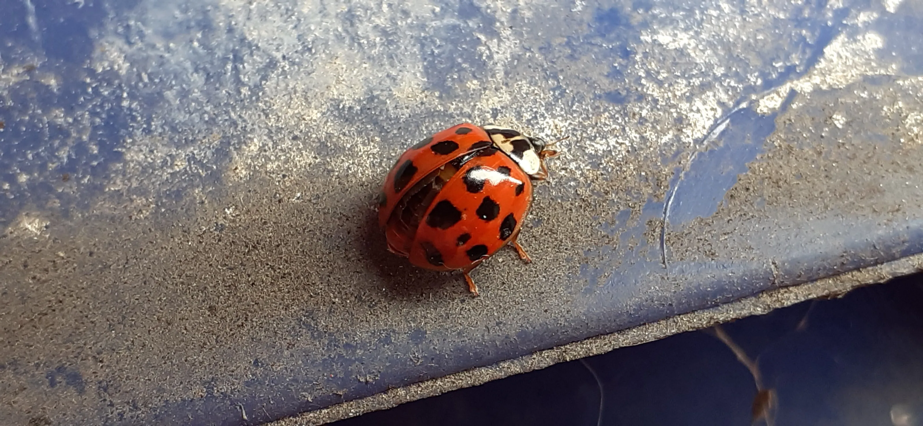 Ladybirds (in colour)