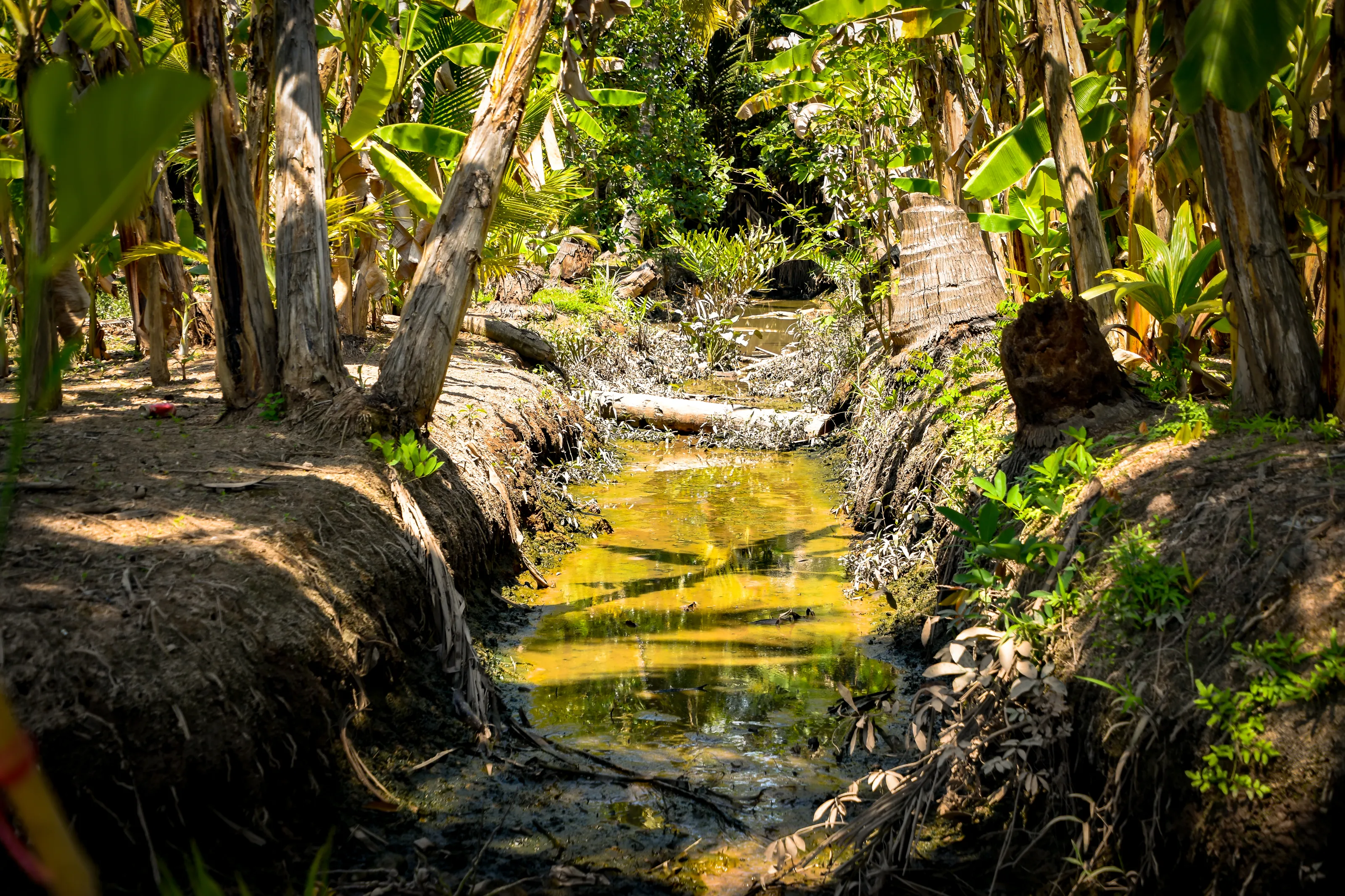 Jungle Experiences