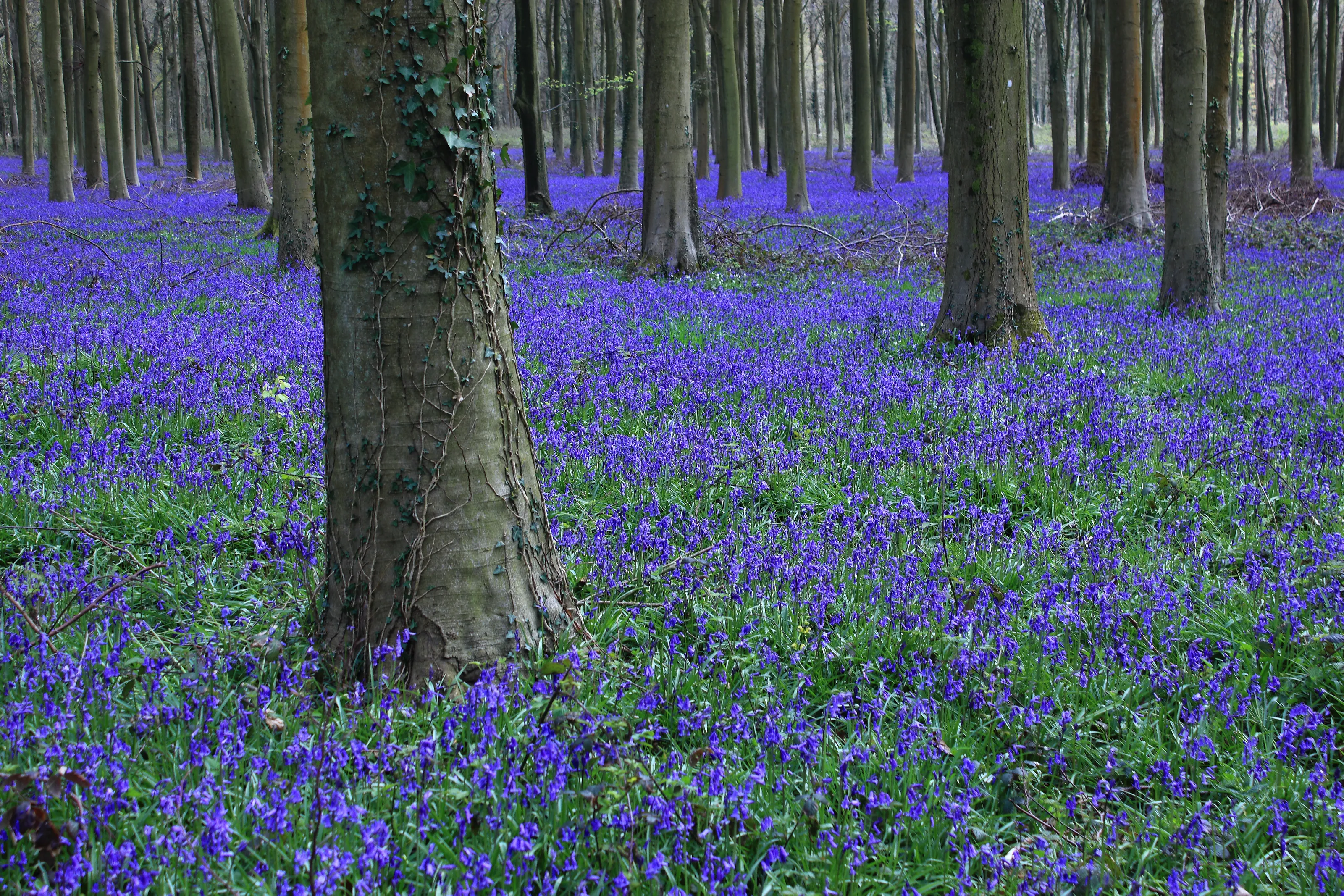 Bluebells