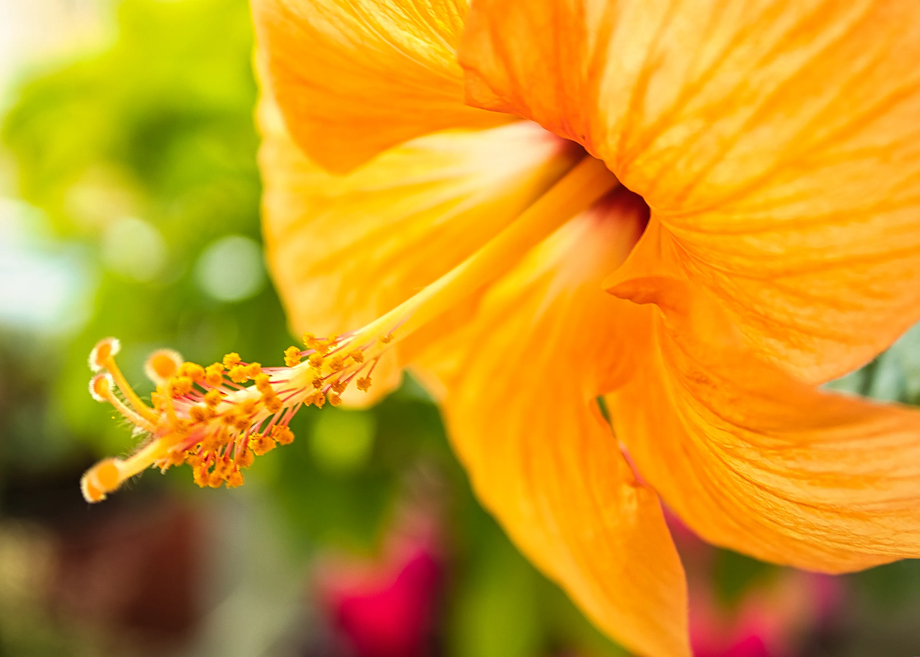 Hibiscus Flowers (in colour)