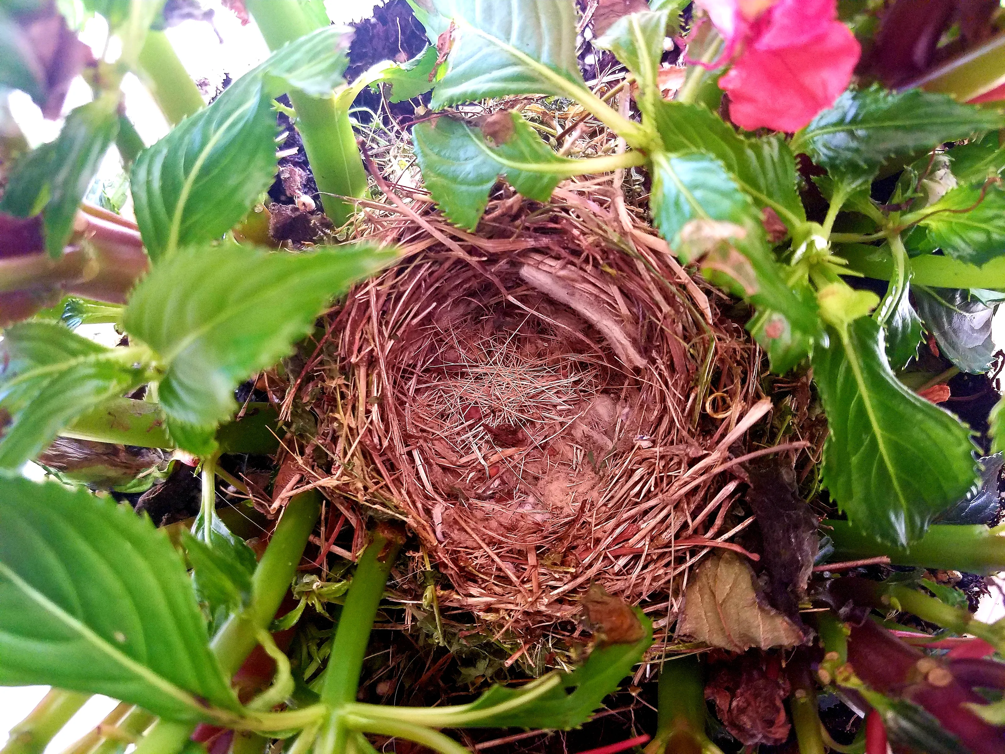 An Empty Nest in Nature (in colour)