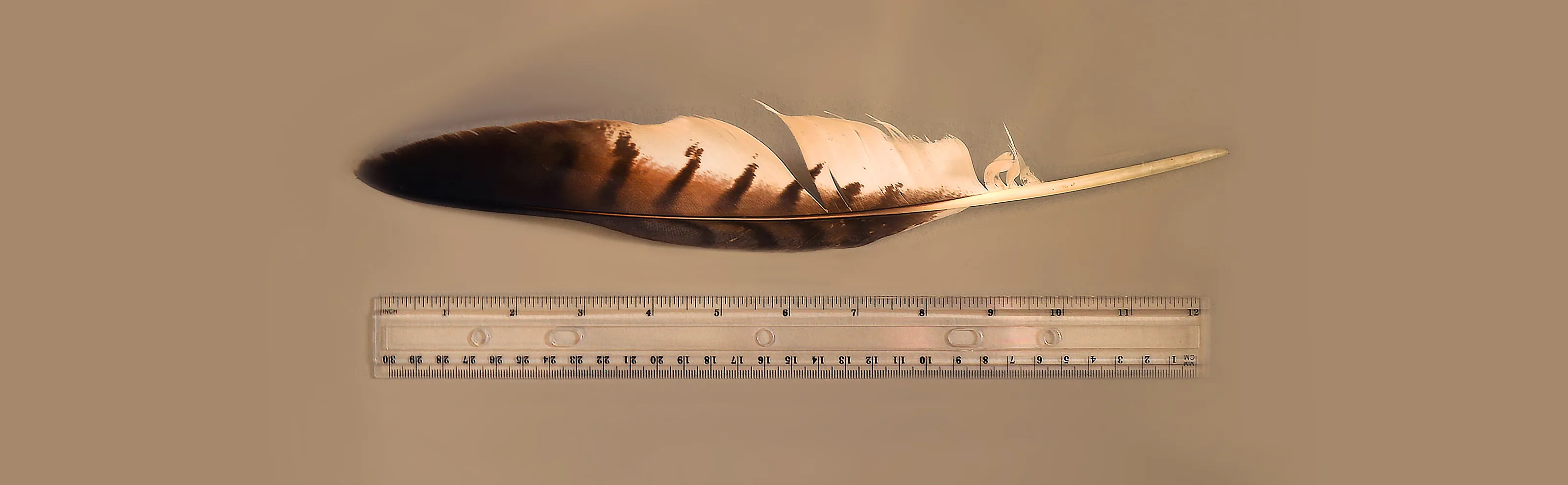 12 Inches/30 Centimetres