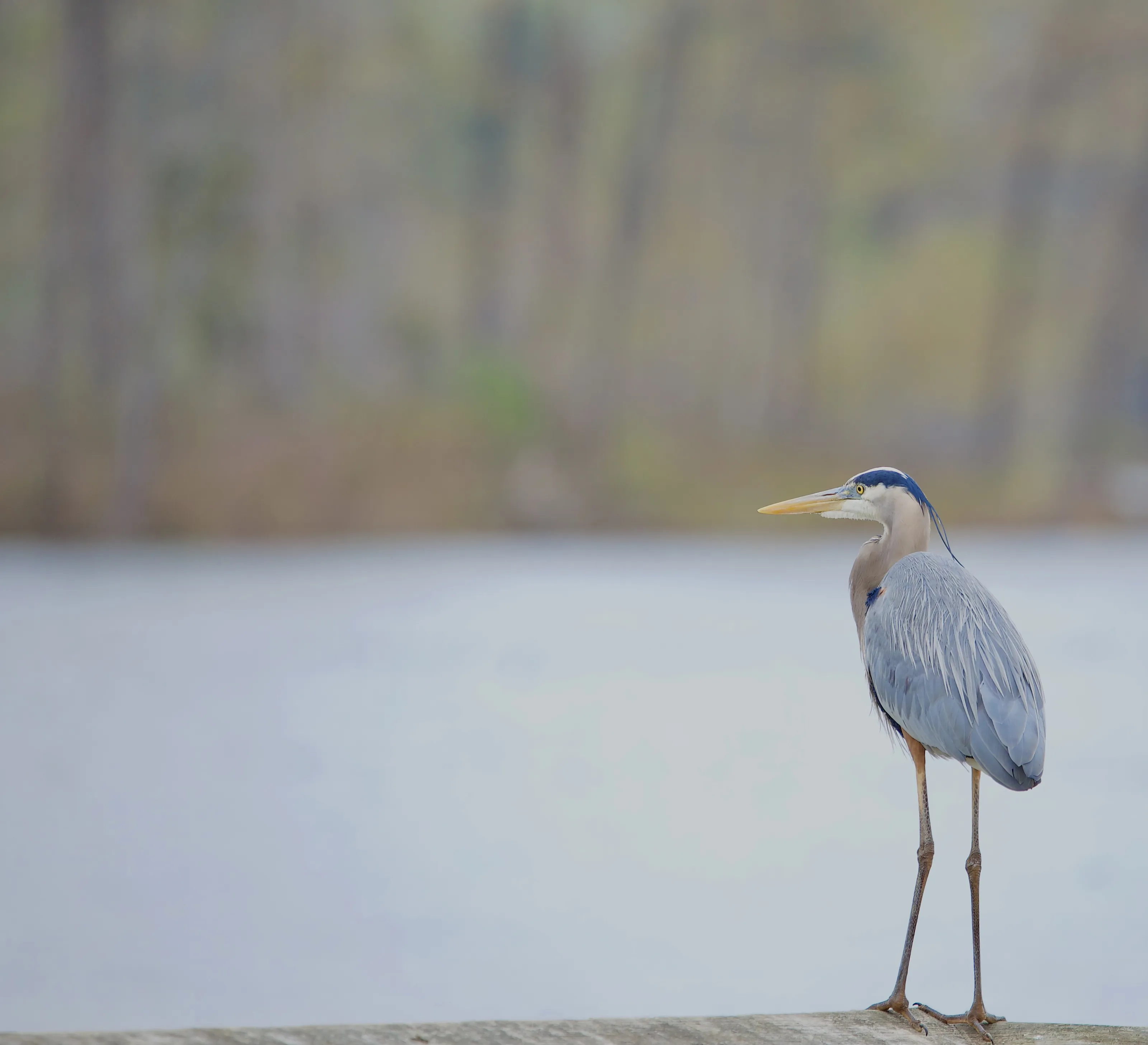 A Single Heron (in colour)