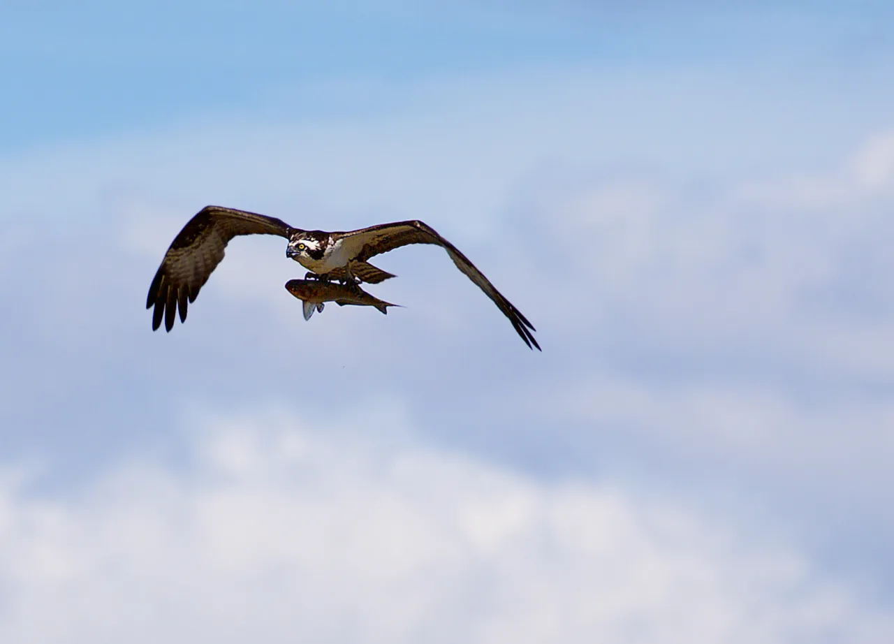 Ospreys (in colour)