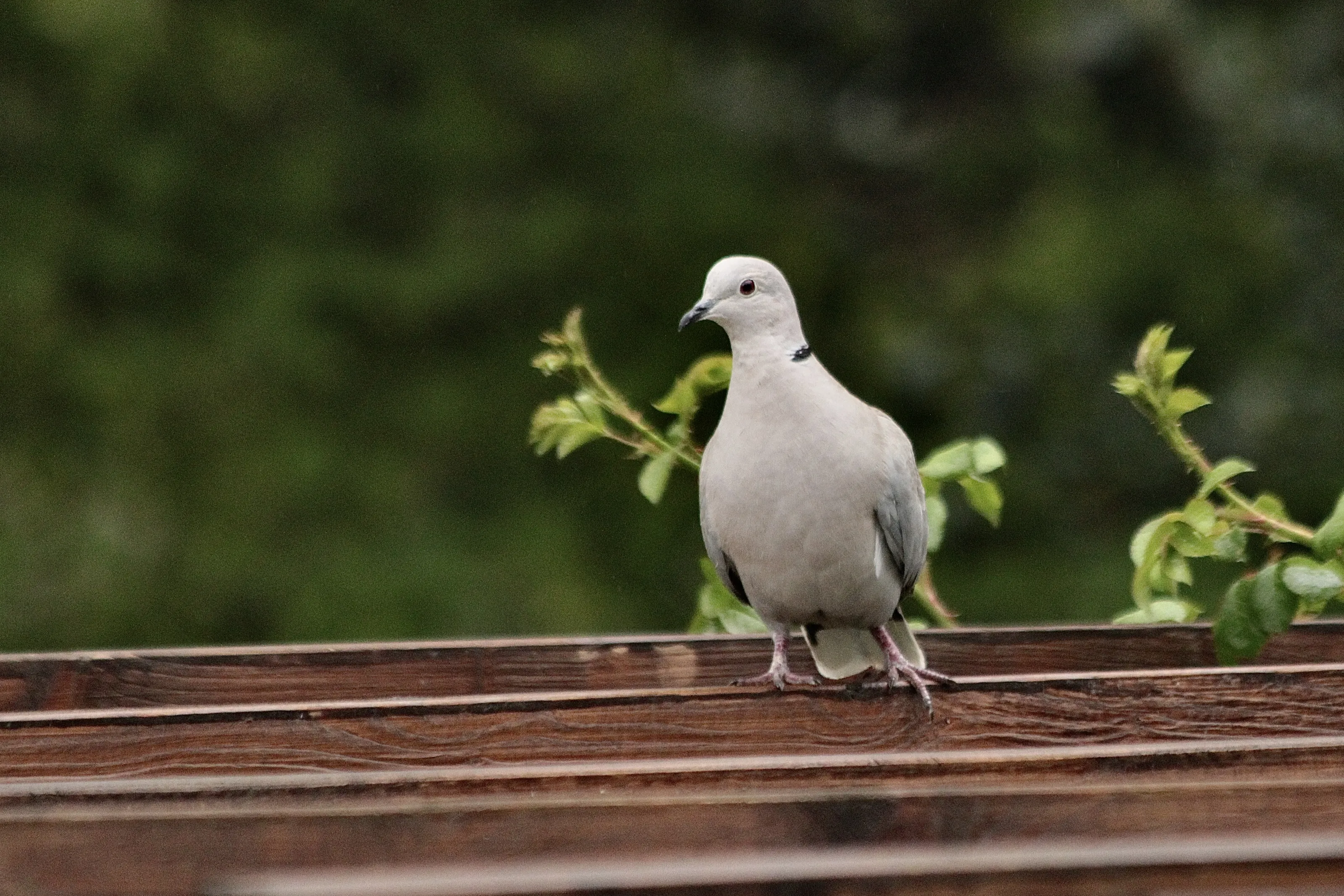 Wild Pigeons and Doves
