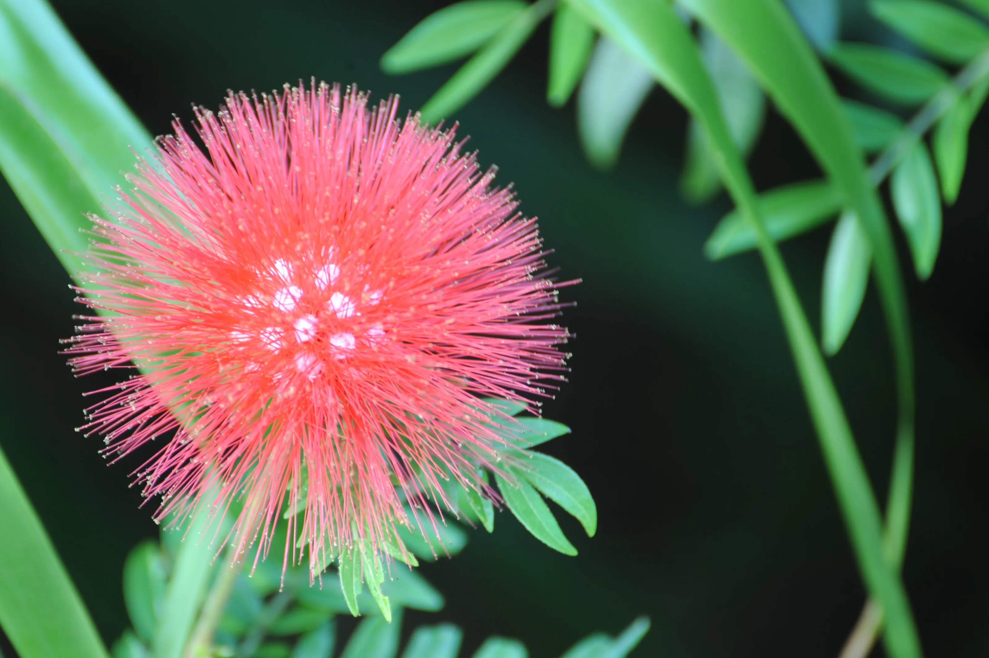 Exotic and Tropical Plants