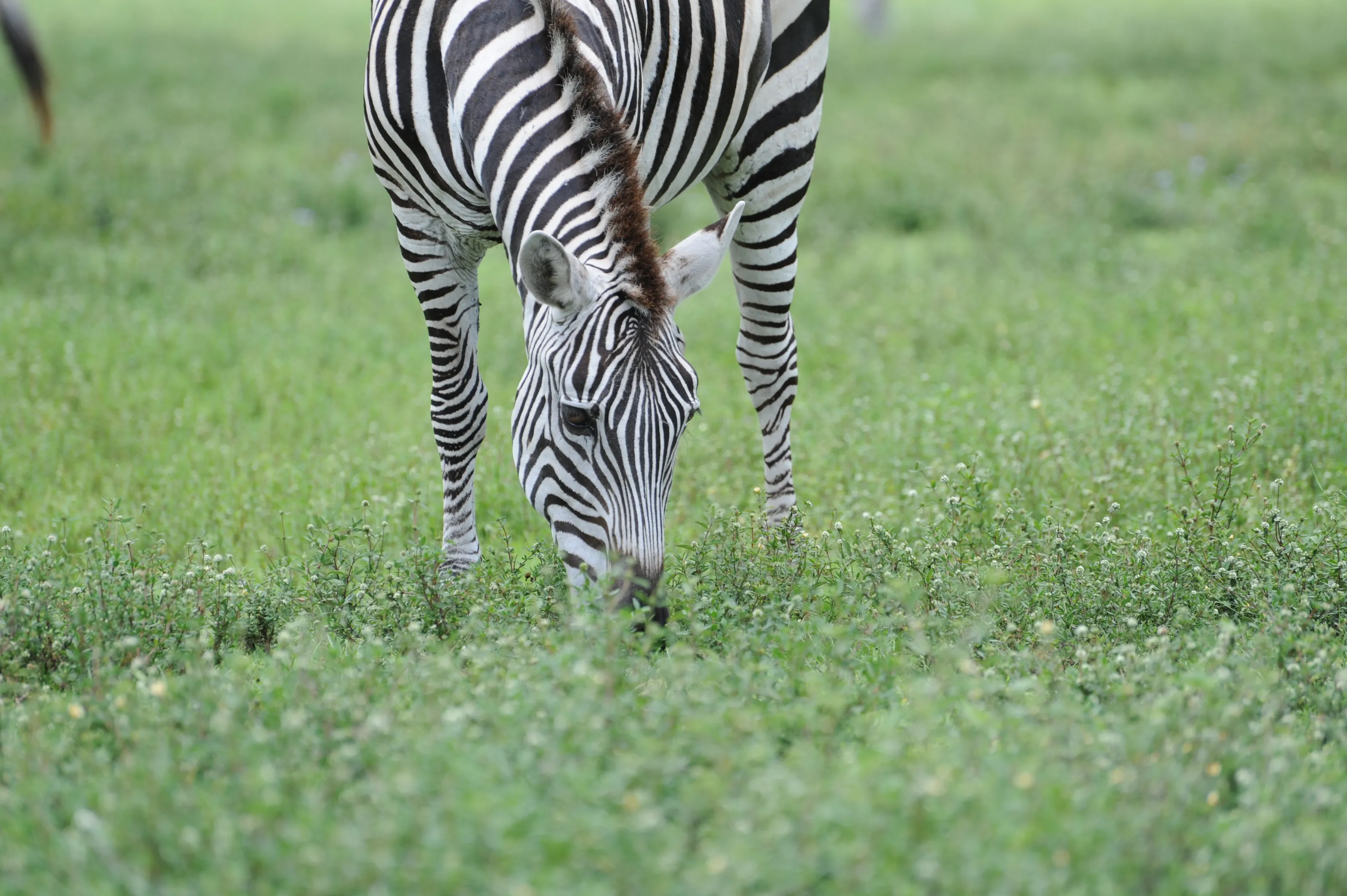 Striped Animals