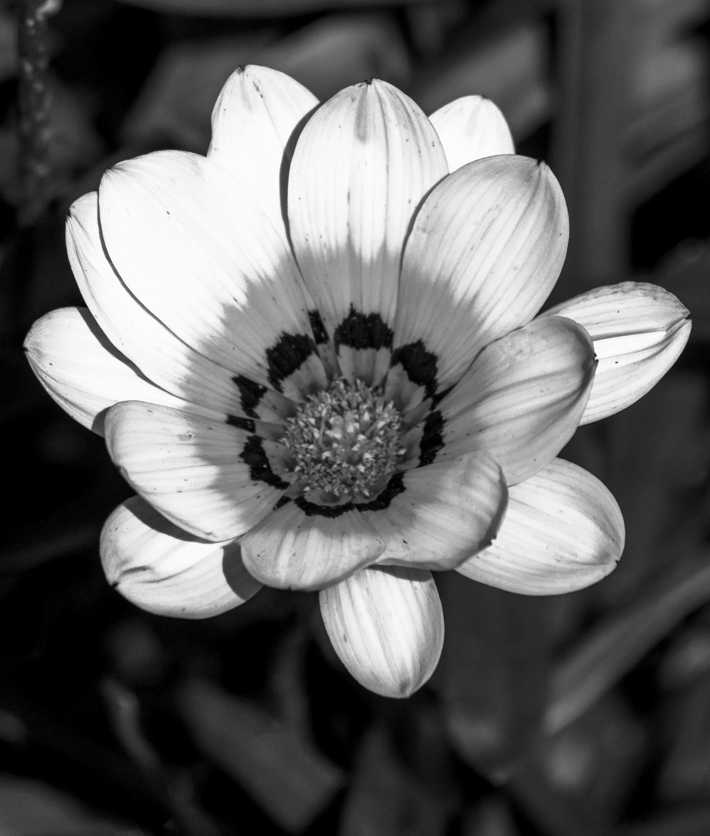 Flowers in Black and White